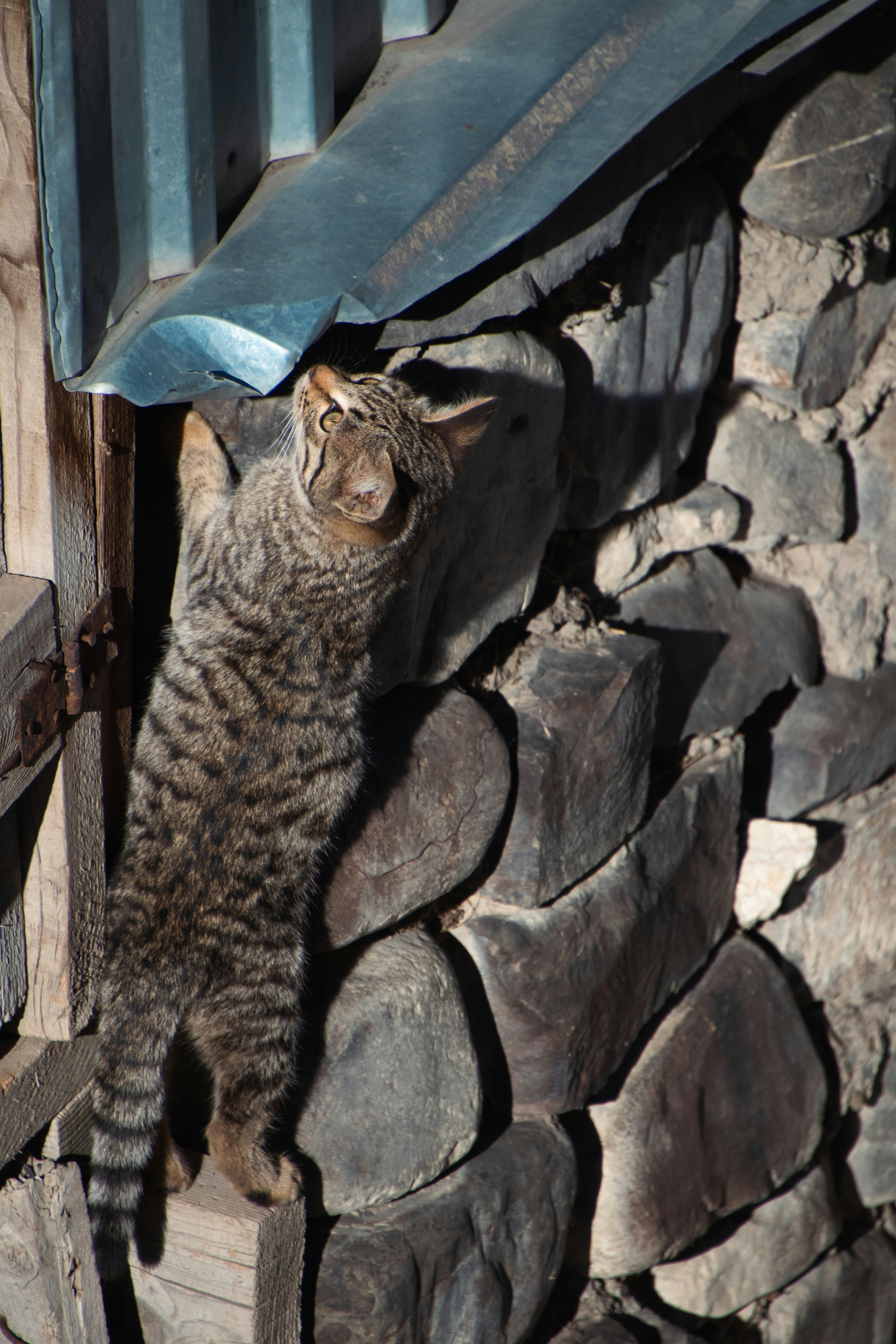 A cat is climbing up a stone wall