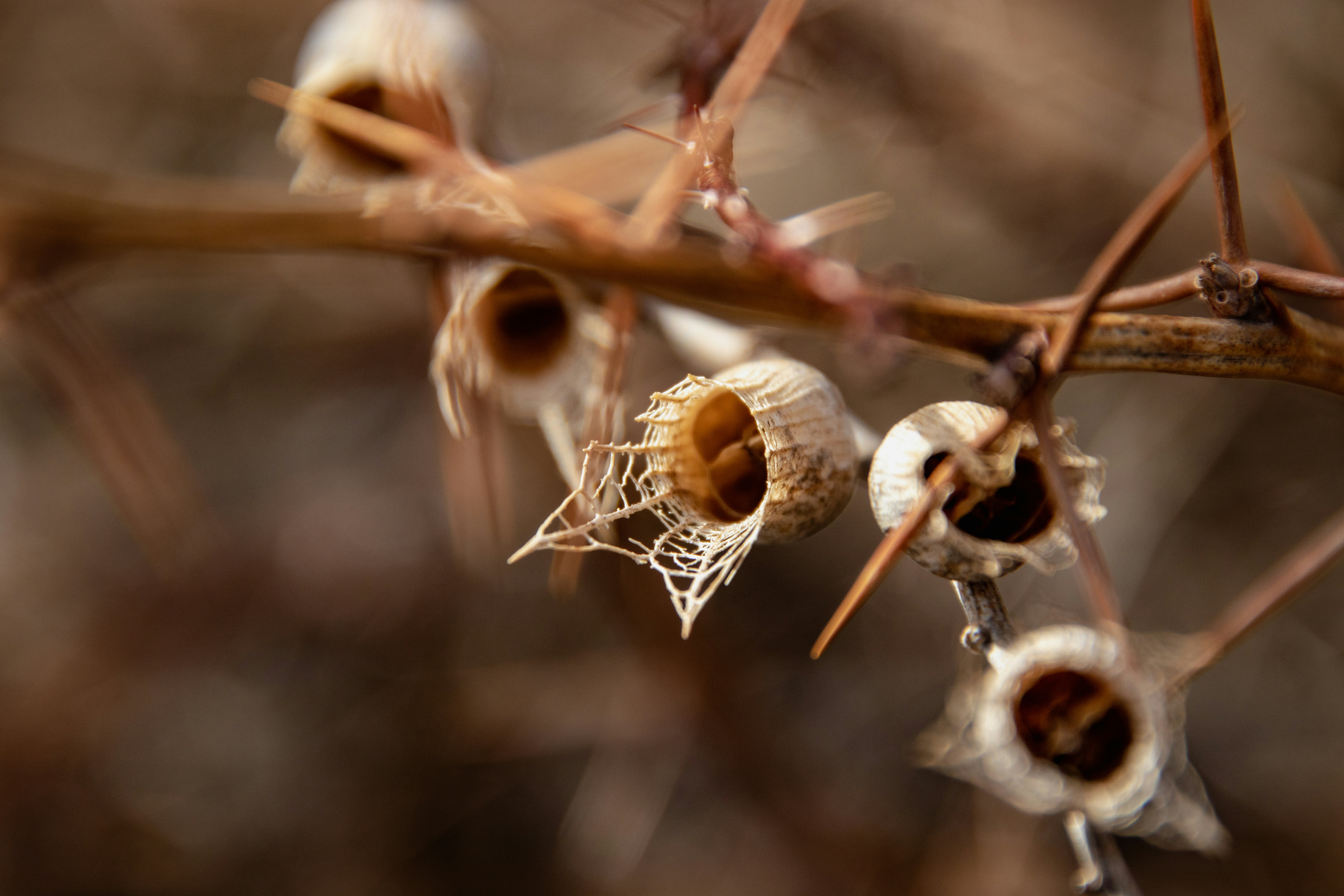A close up of a tree branch with dead flowers