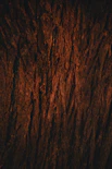 A close up view of a tree trunk