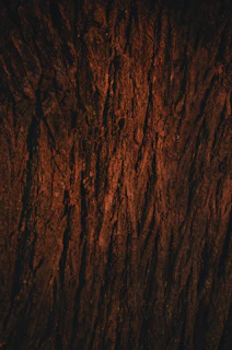 A close up view of a tree trunk