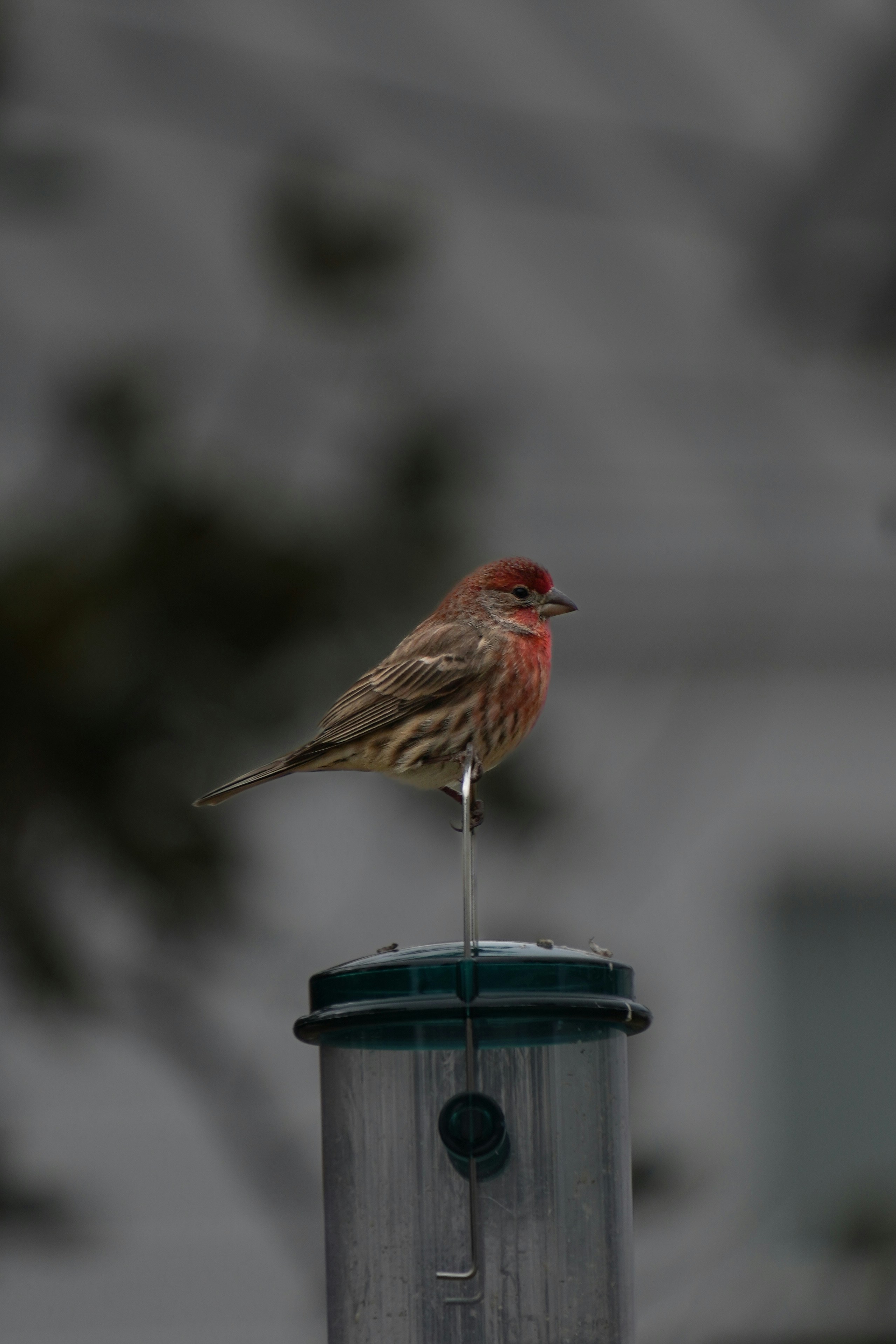 A small bird perched on top of a trash can