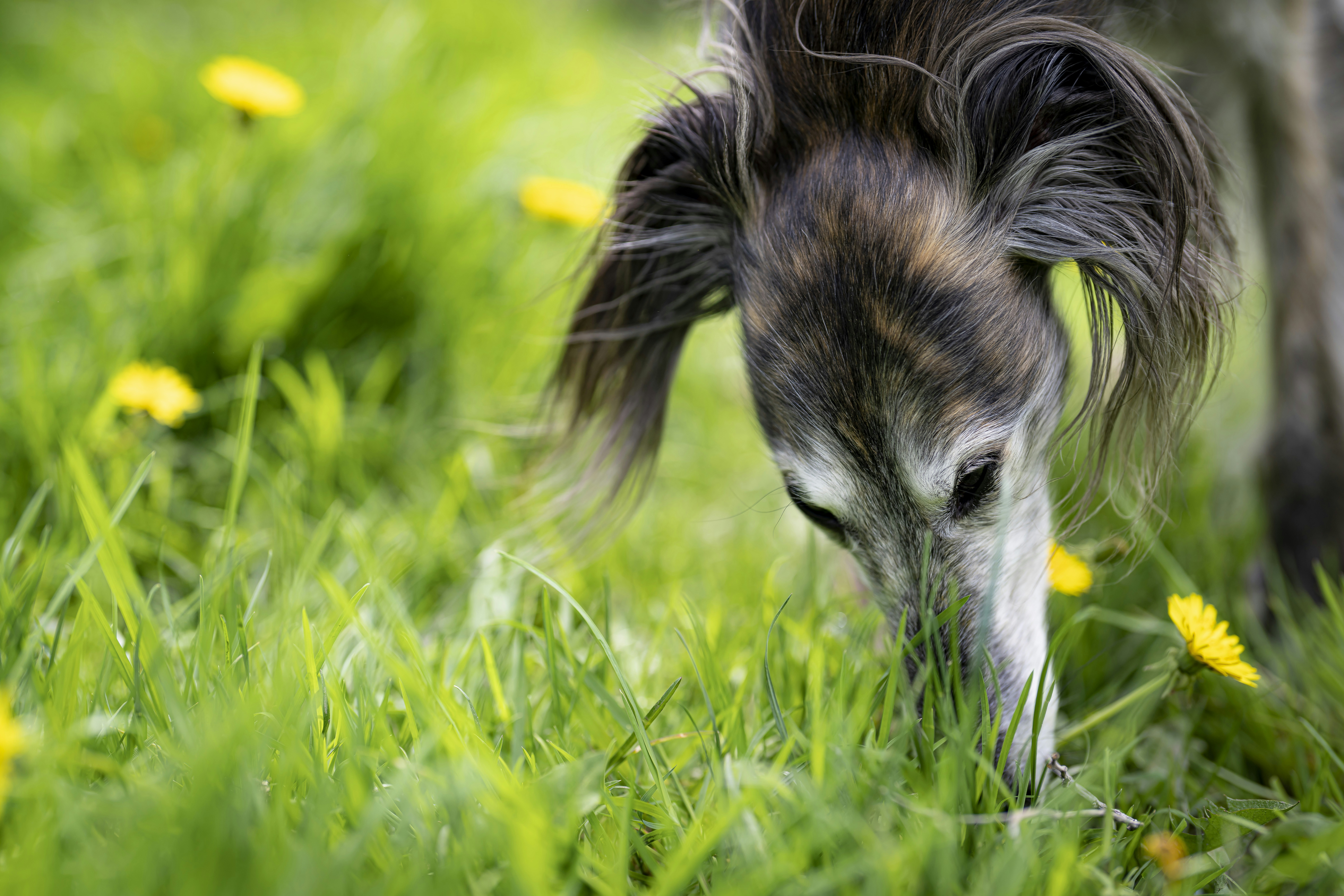 Petunia the silken windhound in the Spring grass.