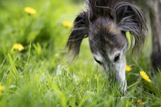 A horse grazing in a field of green grass