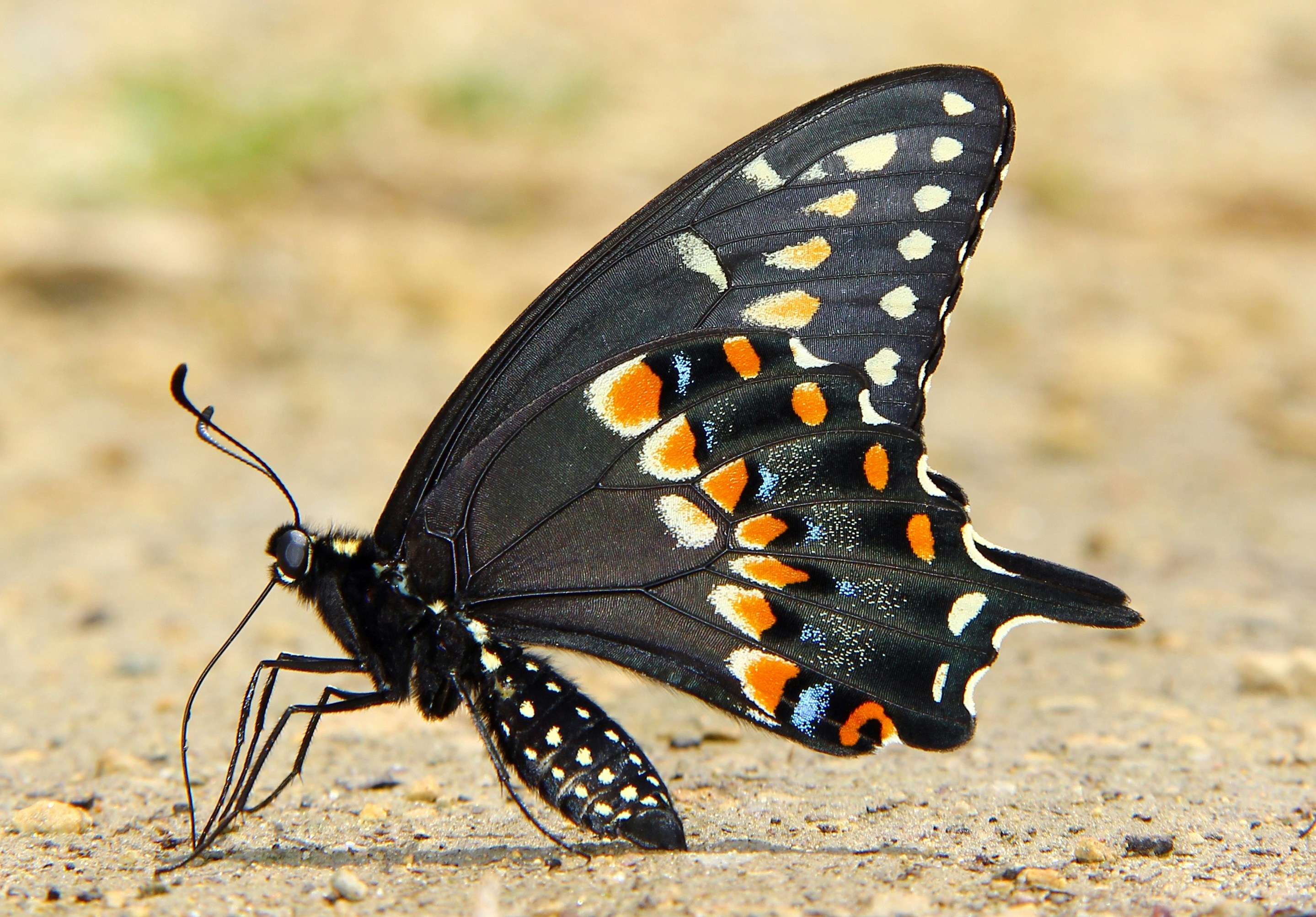 Photo by telliottmbamsc