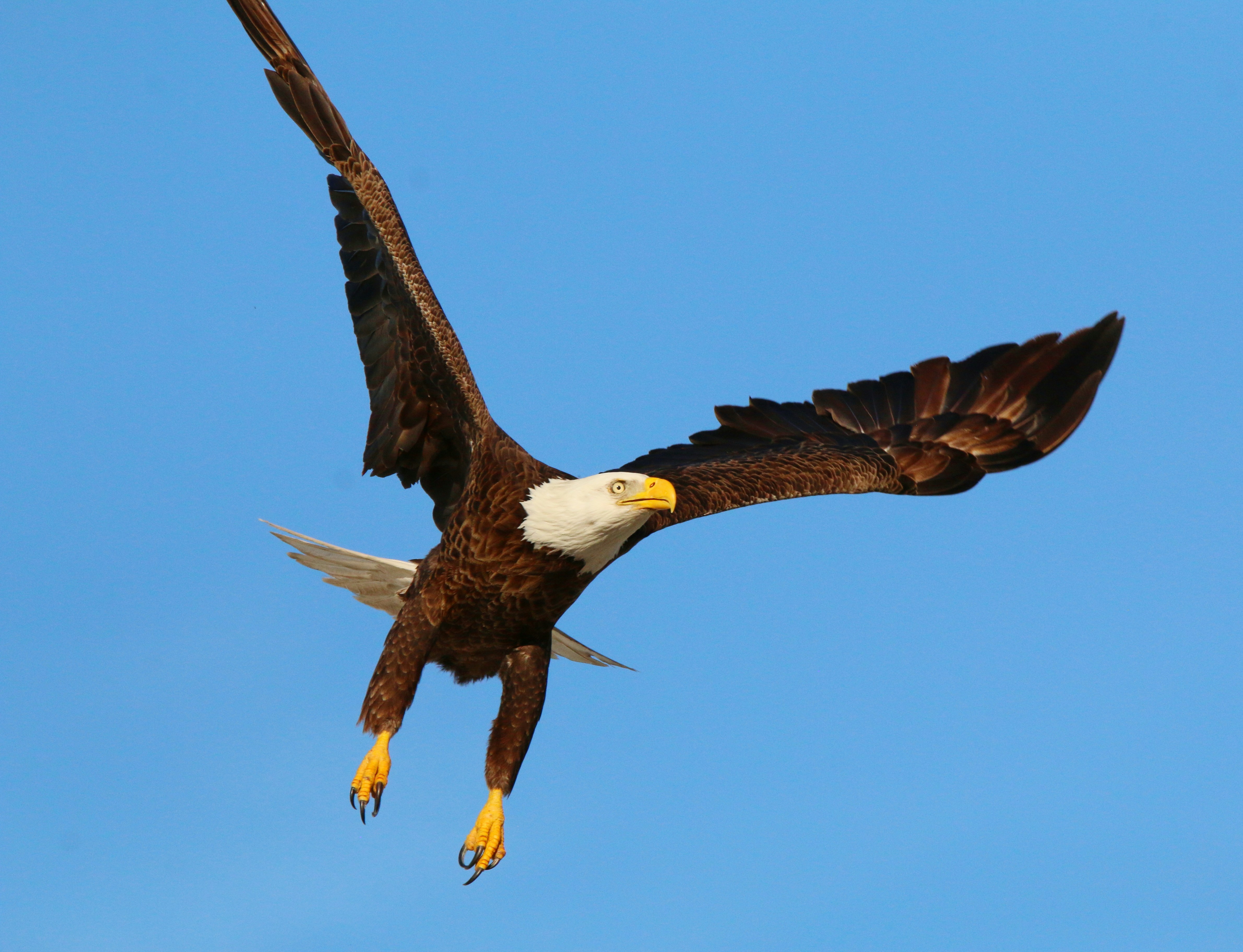 Photo by goldenplover31