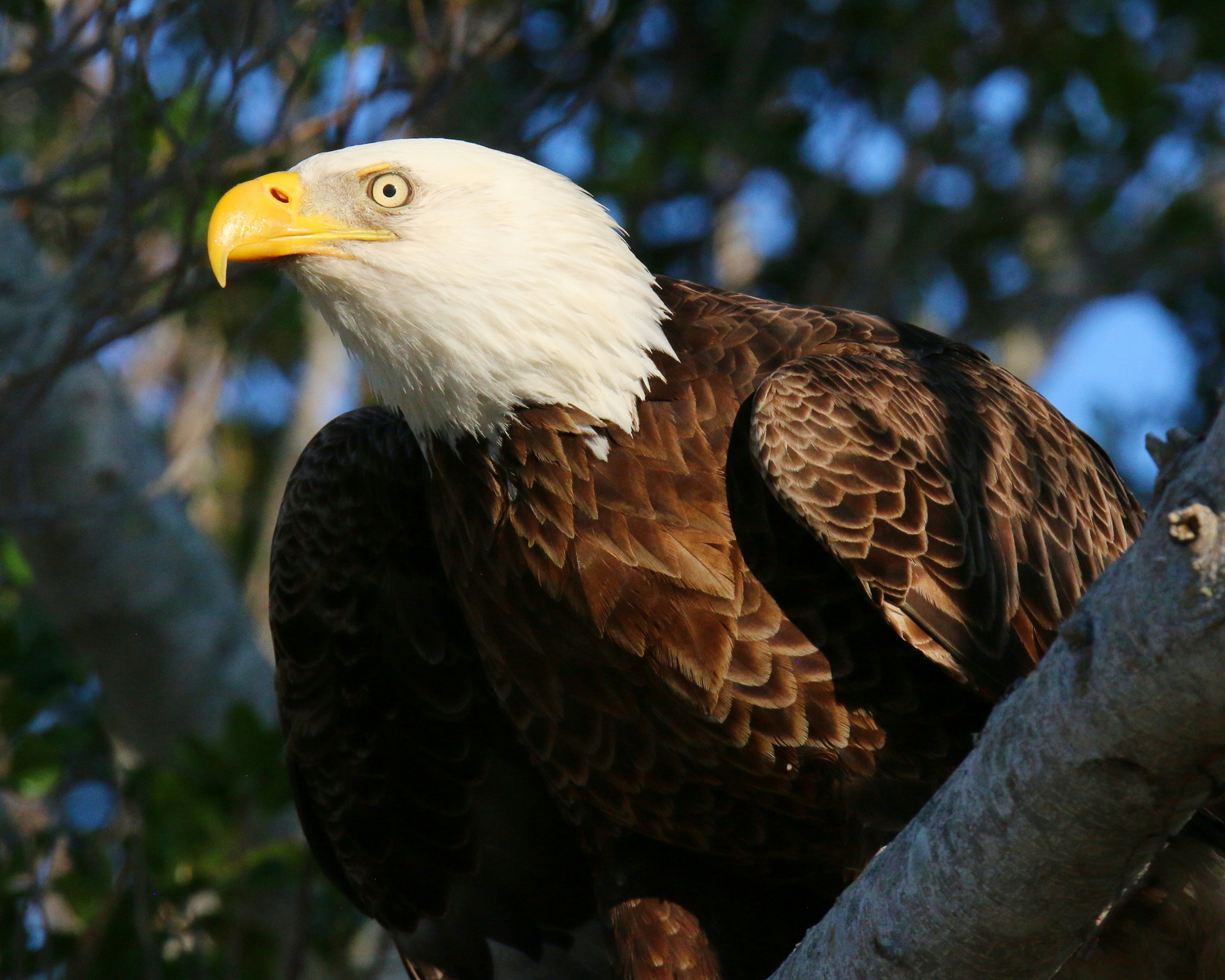 Photo by goldenplover31