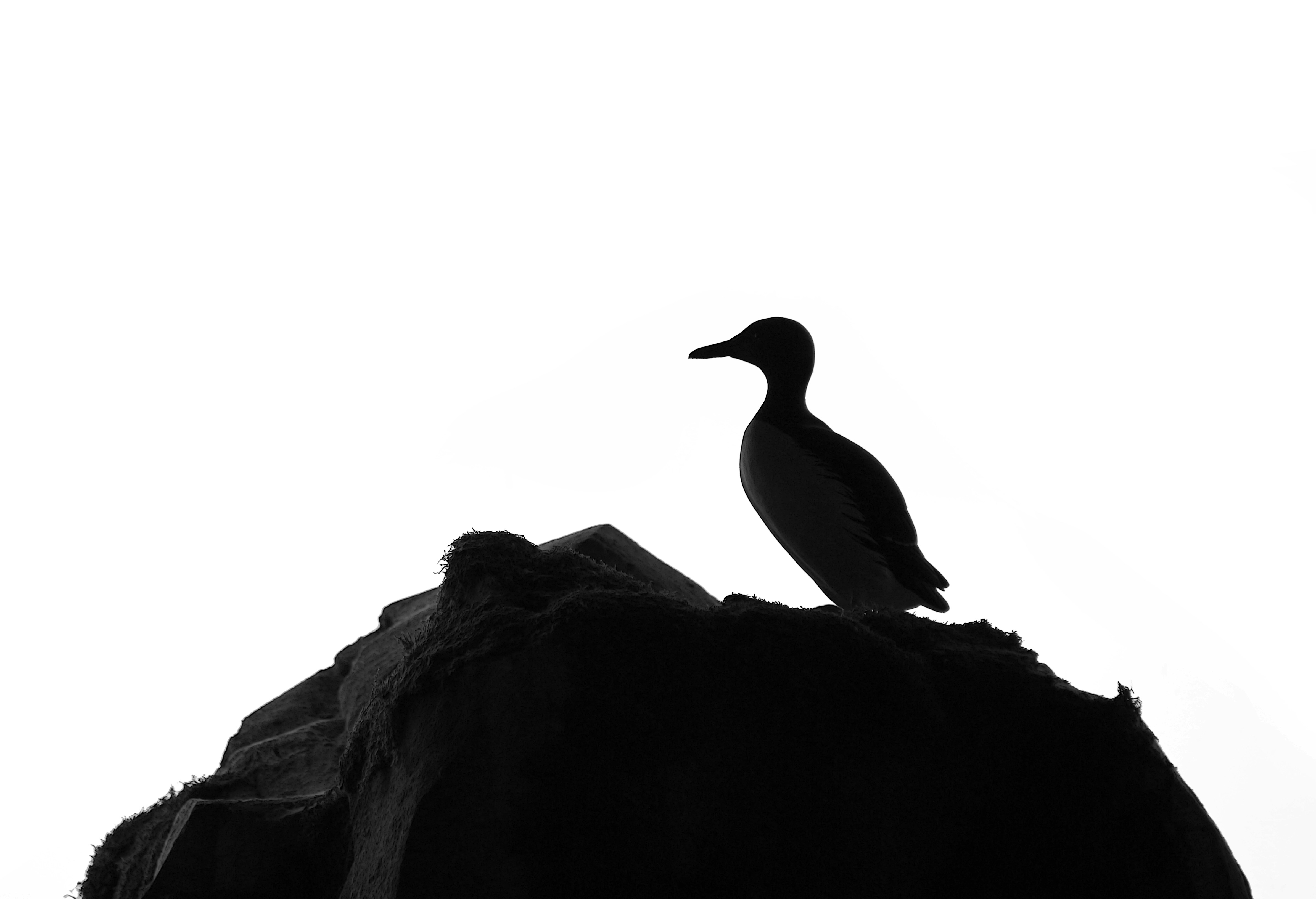 Photo by john_cardamone