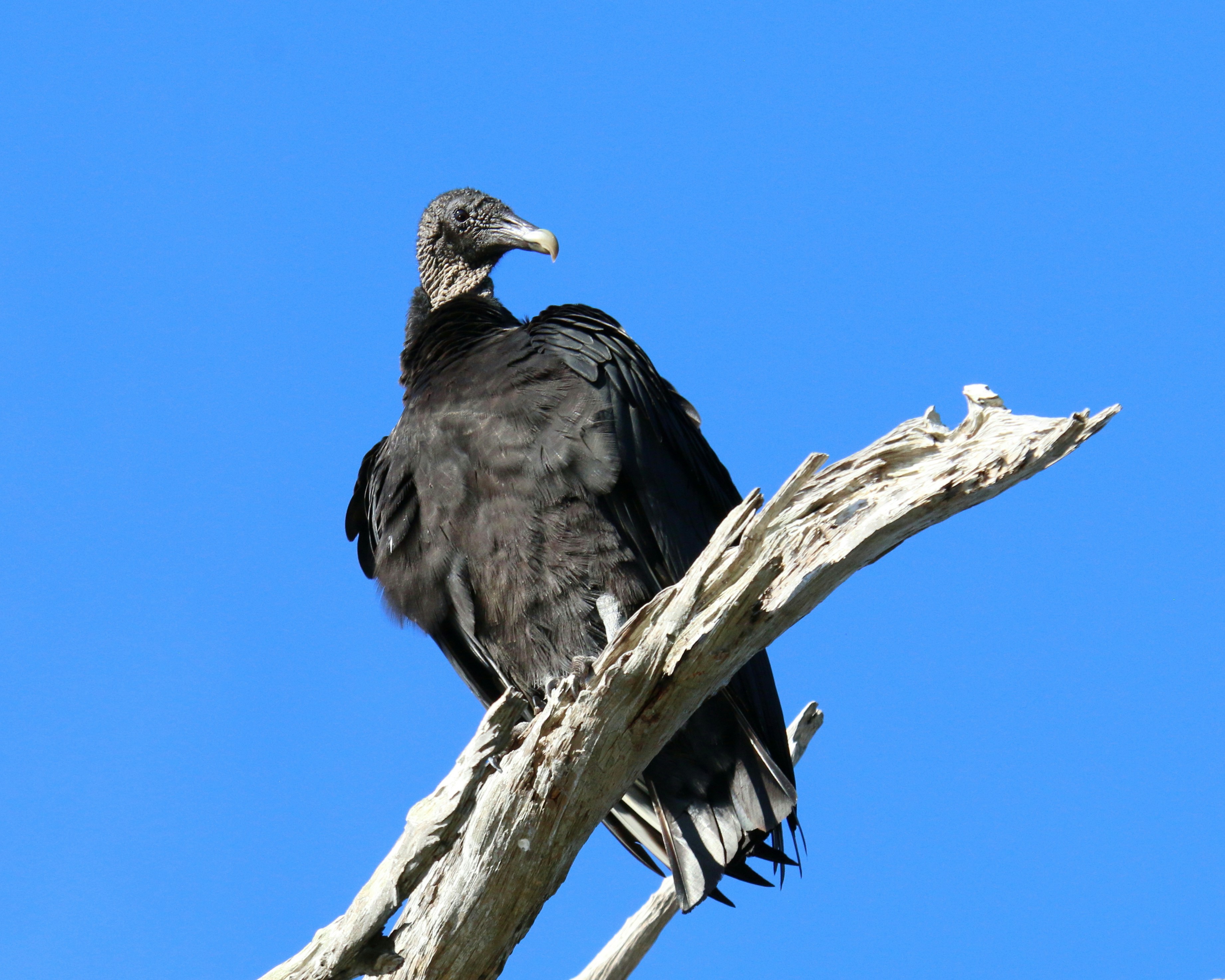 Photo by goldenplover31