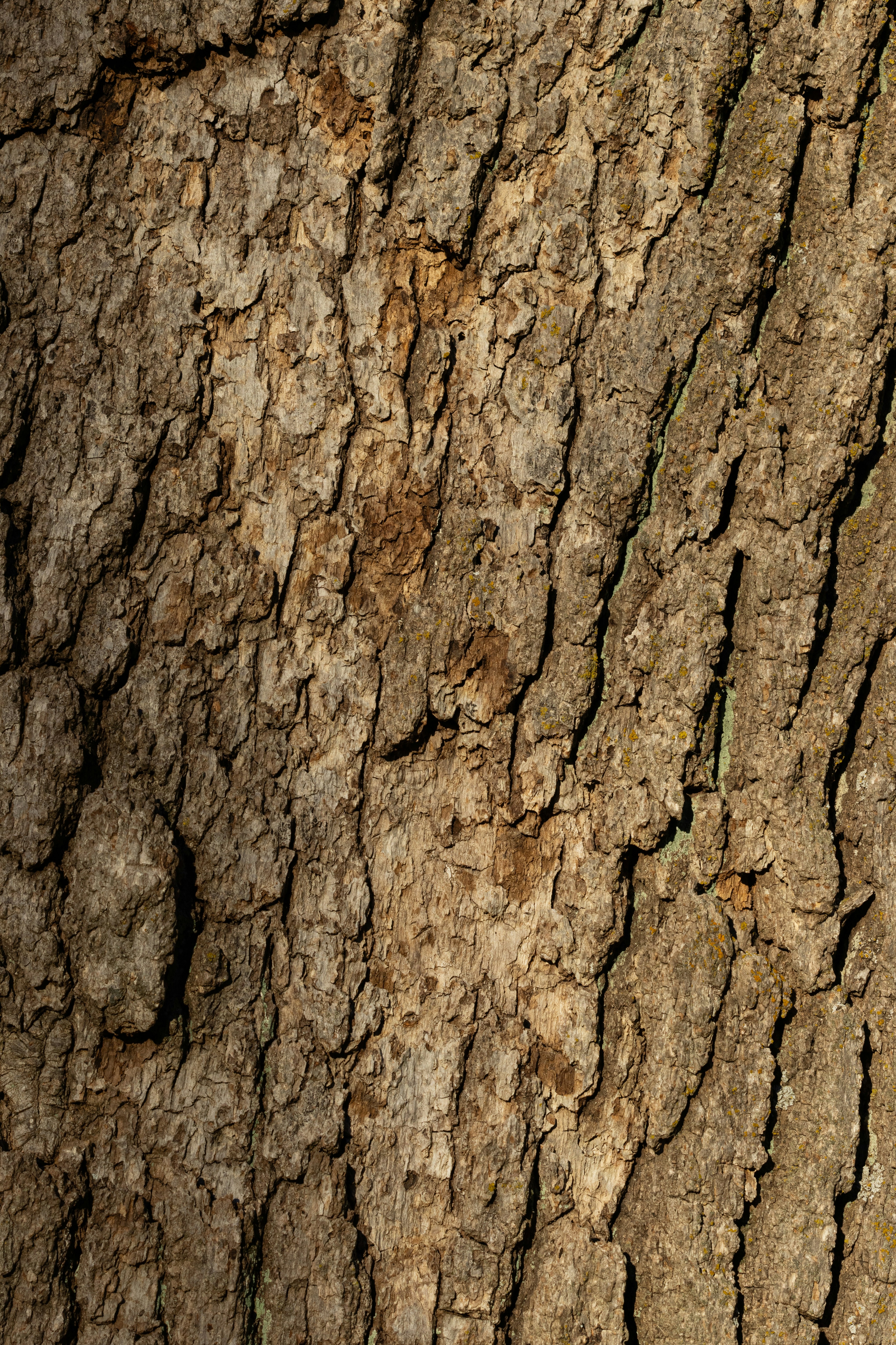 Photo by brandonstoll