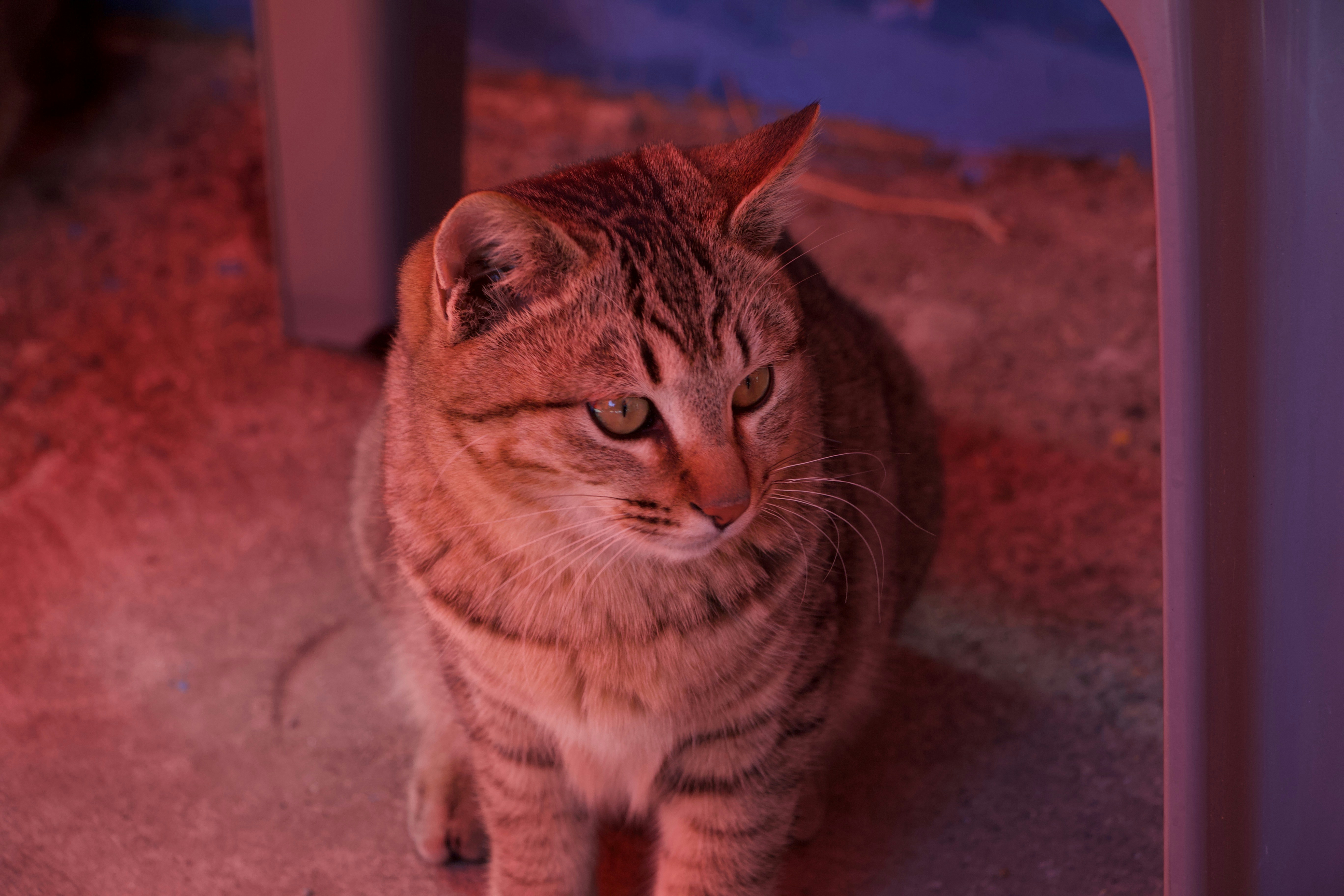 A cat sitting under a table looking at the camera