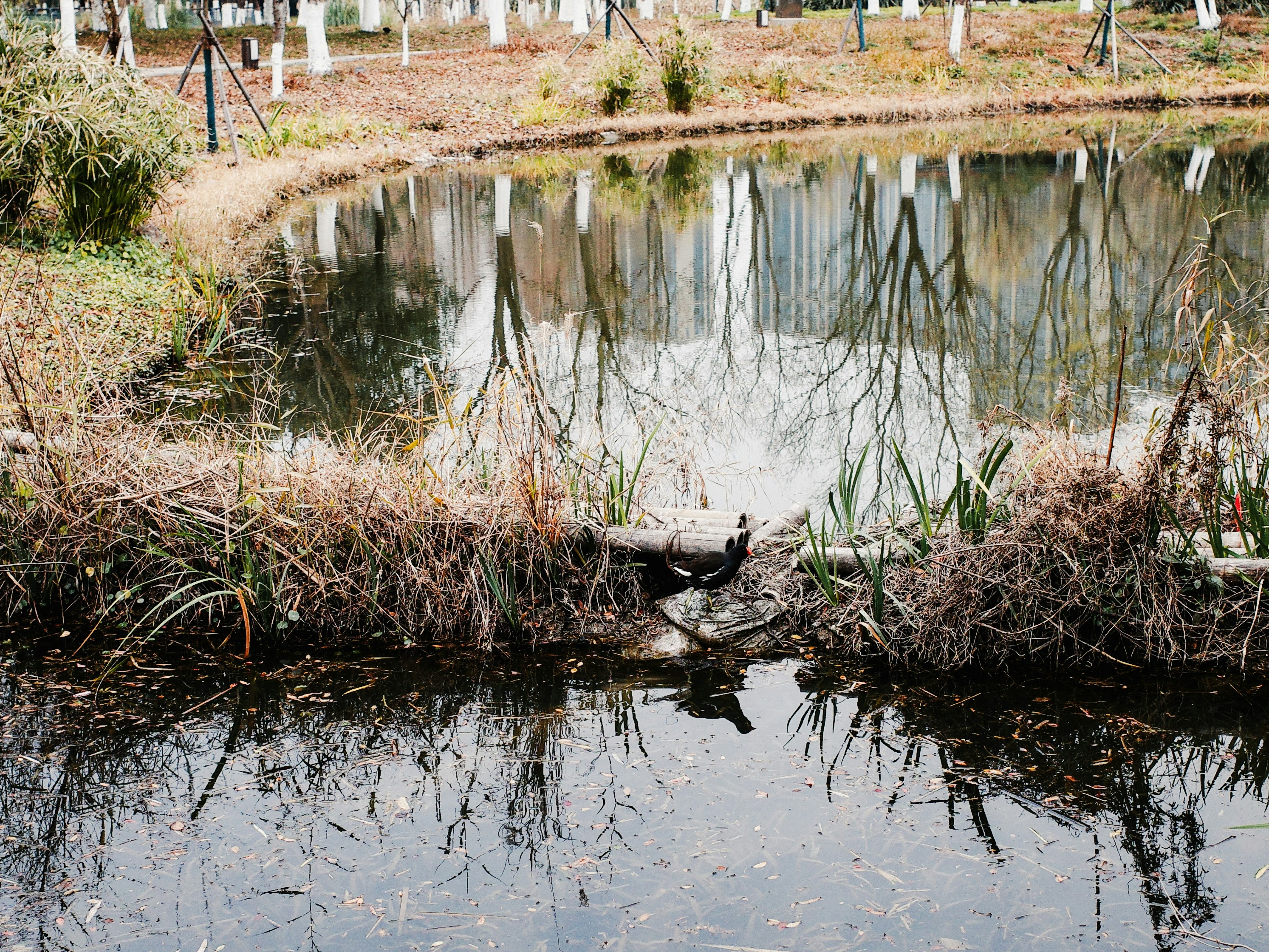 Photo by dickenslin76