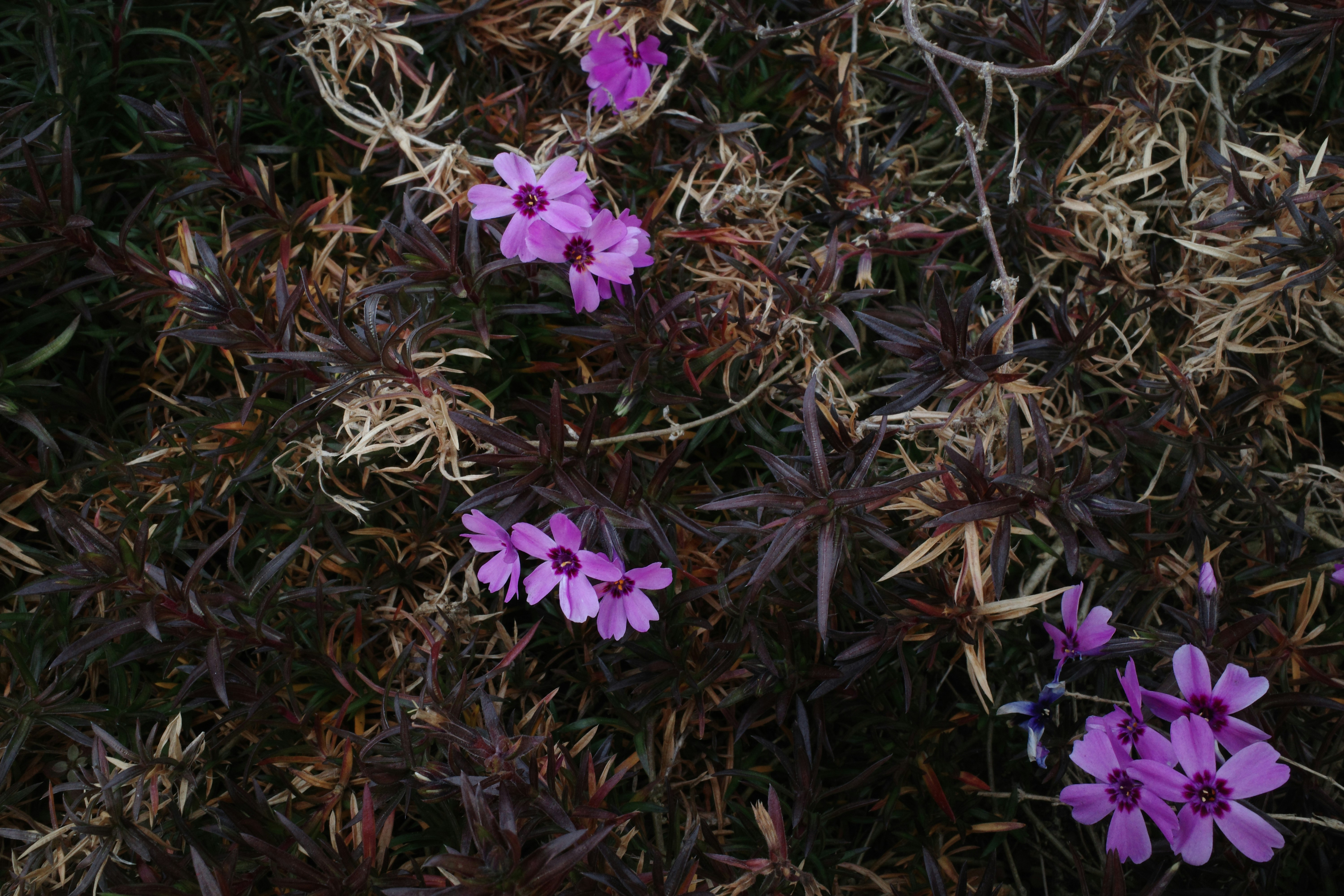A group of purple flowers growing out of the ground photo – Free ...