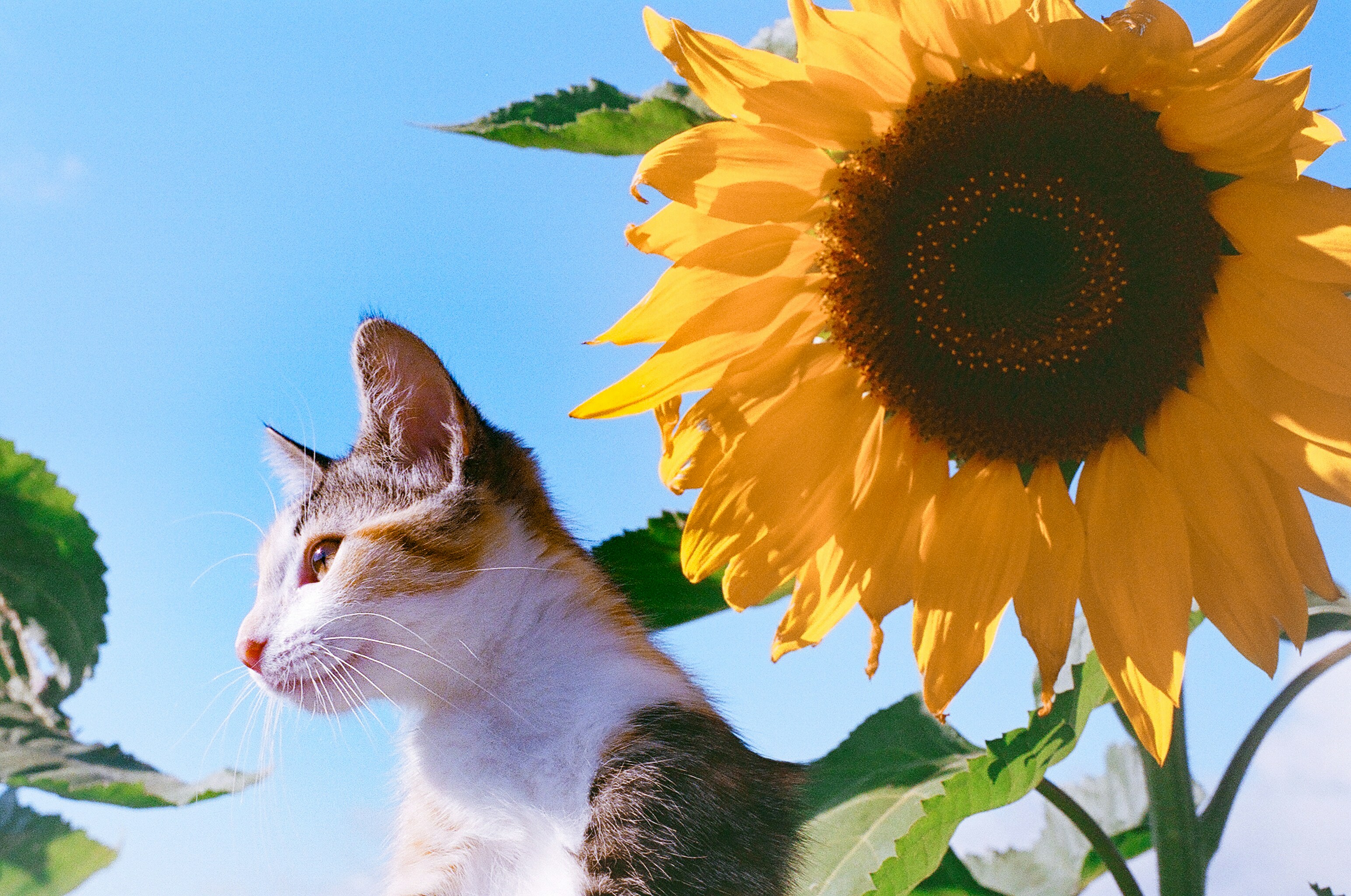 10 Cat Health Tips for Regular Checkups and Preventive Vet Care