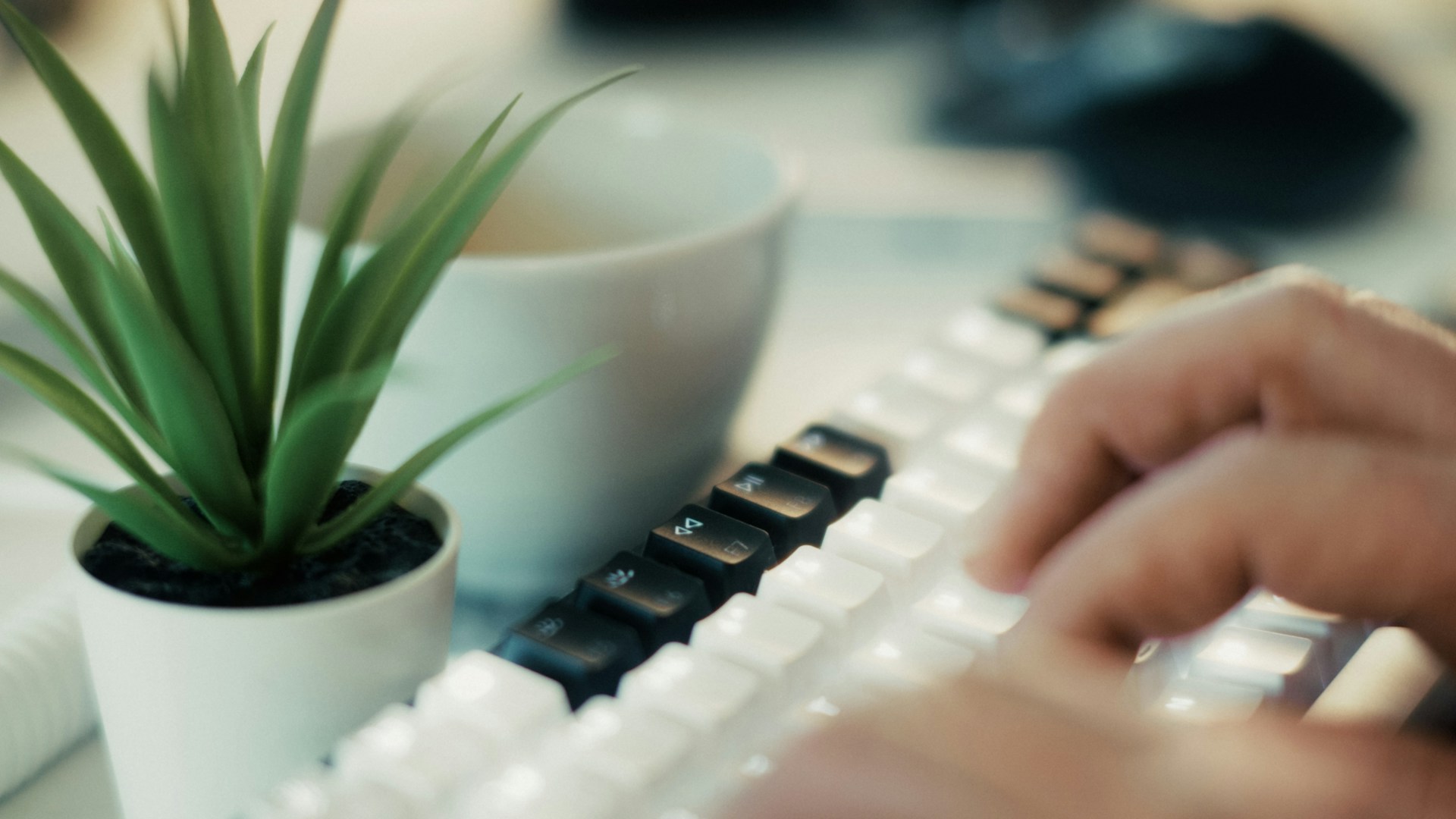 A person typing on a computer keyboard next to a potted plant