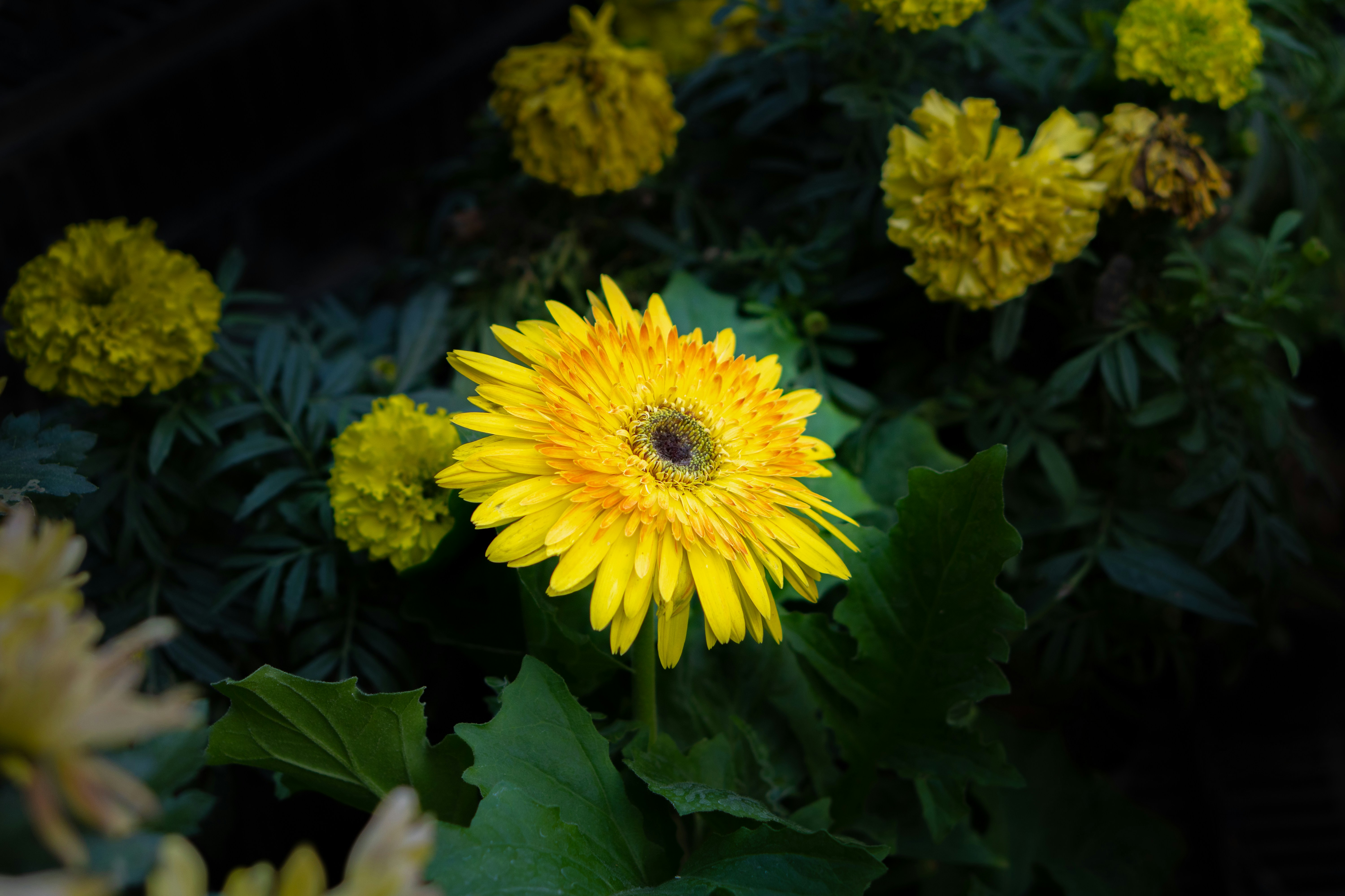 Photo by niko_nguyen_10