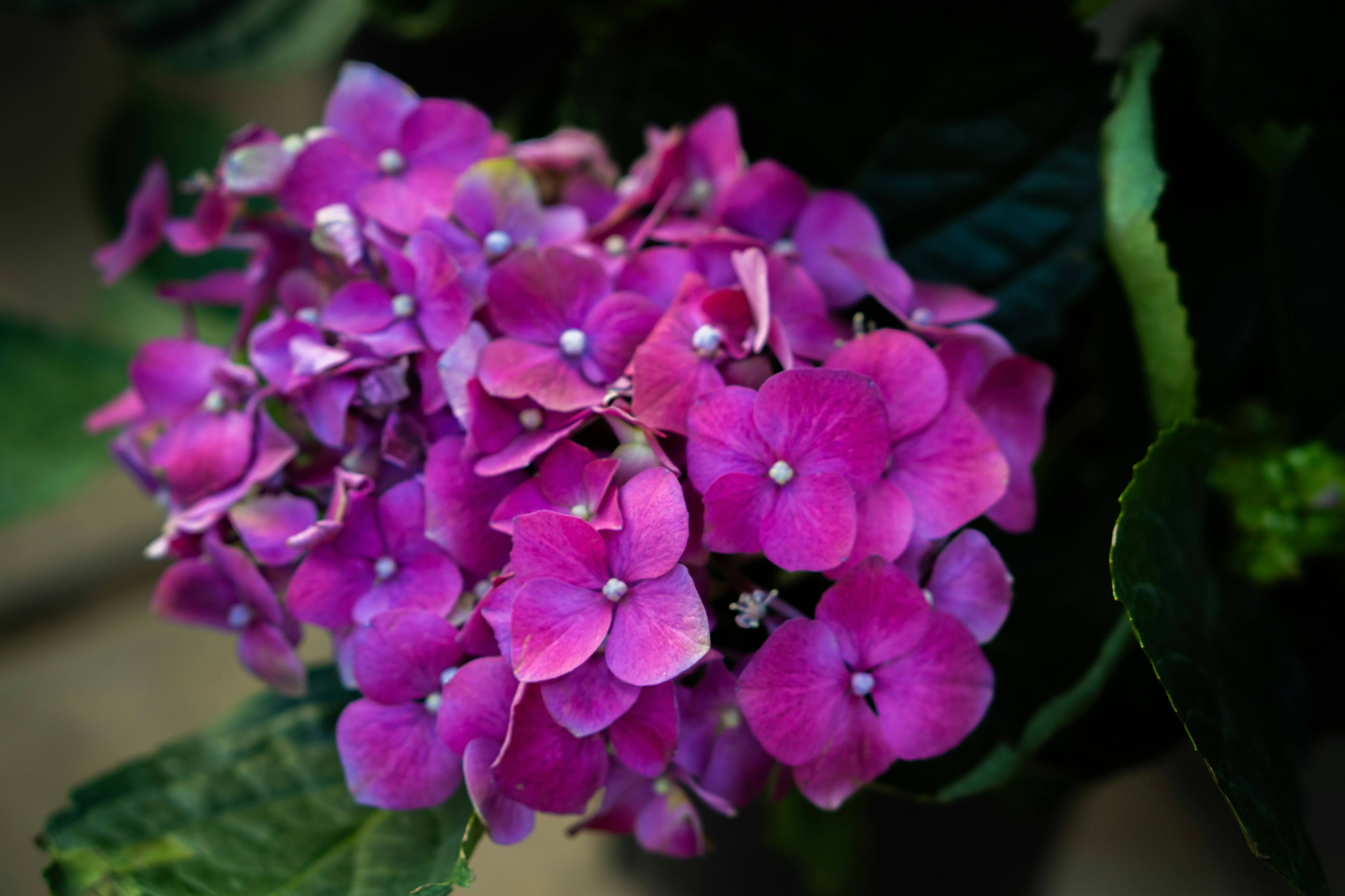 Photo by niko_nguyen_10