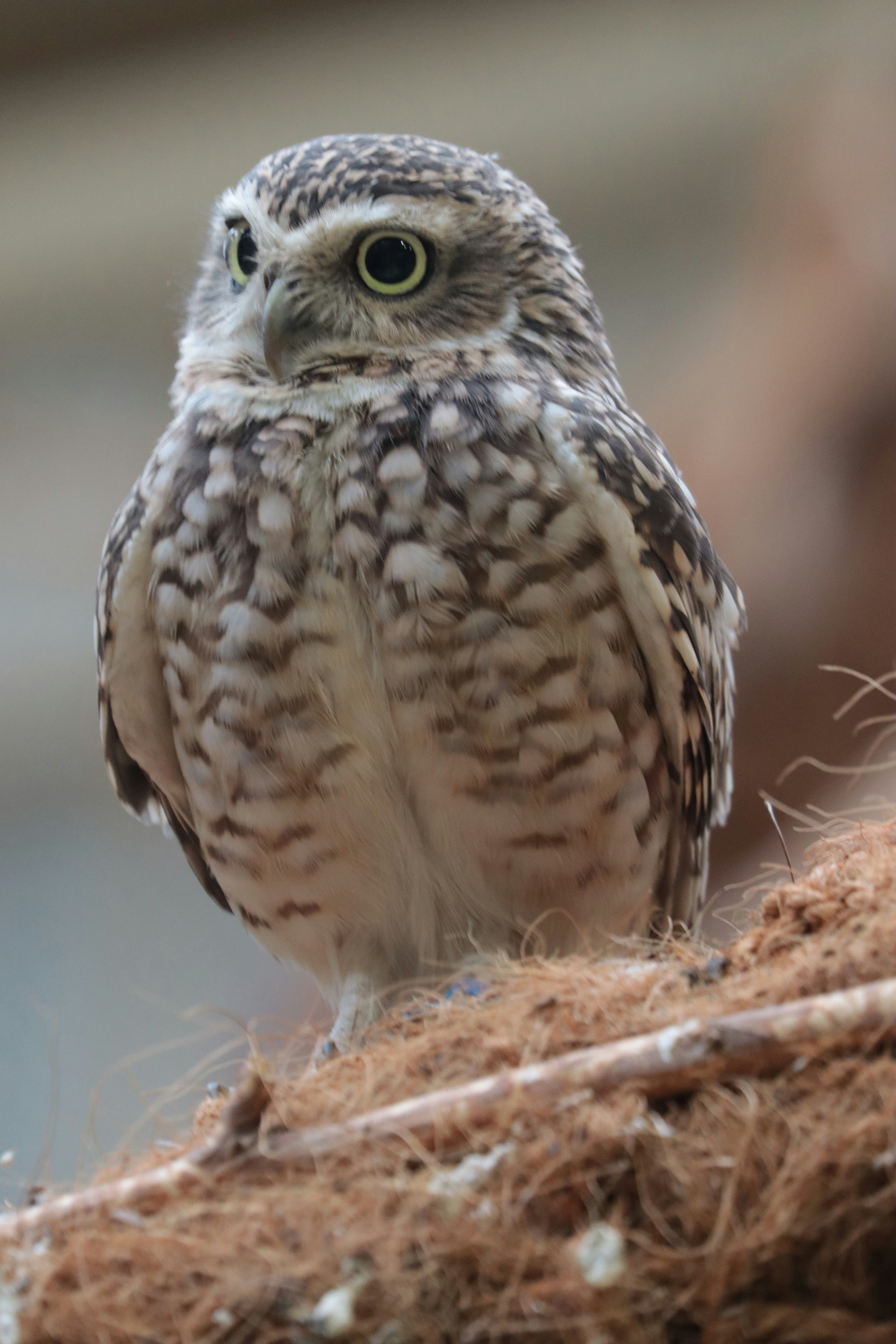 Photo by kccreations