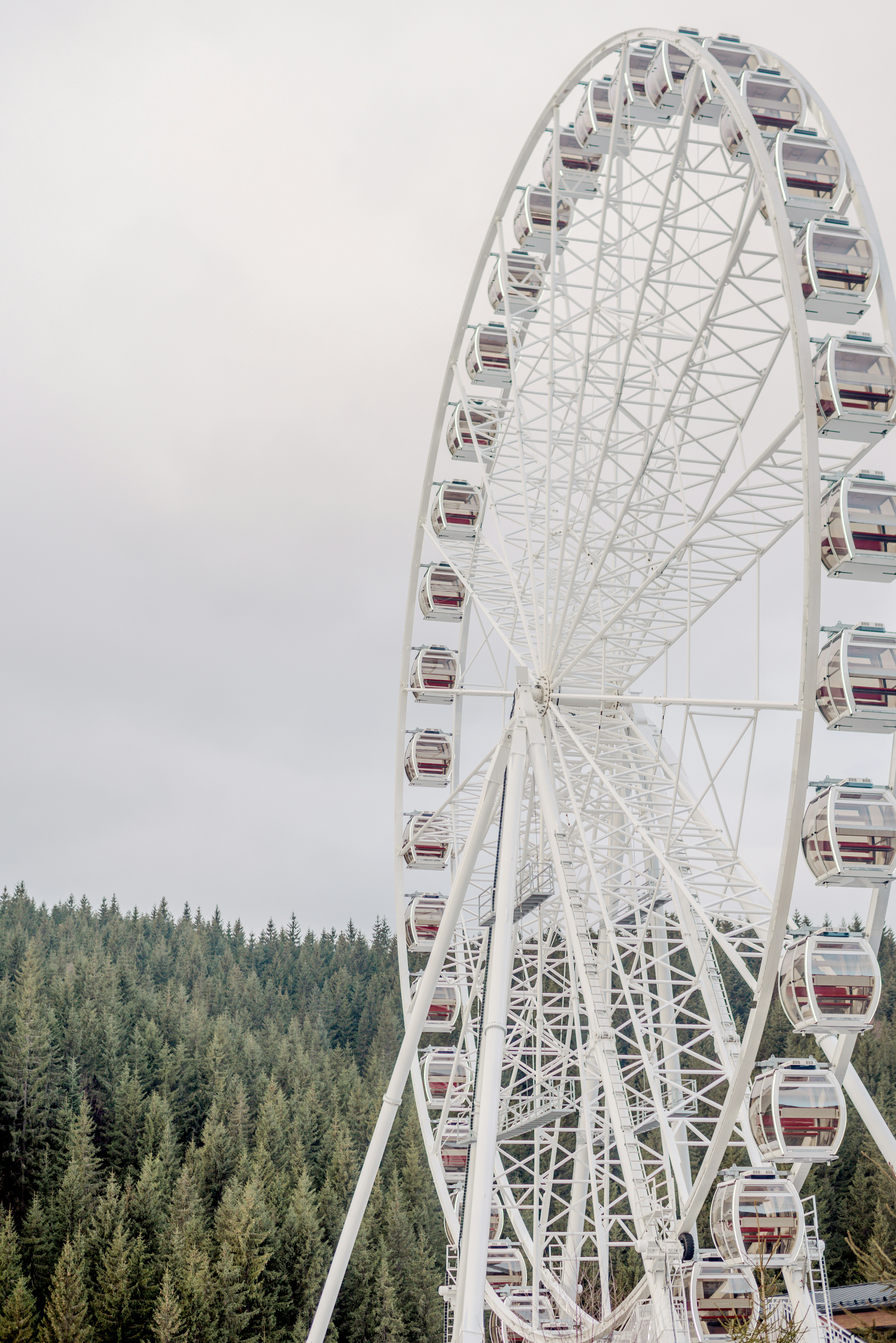 A ferris wheel in the middle of a forest