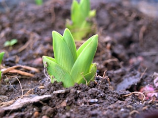 A group of small green plants growing in dirt