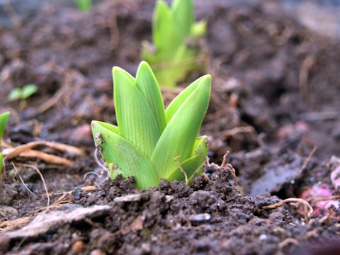 A group of small green plants growing in dirt