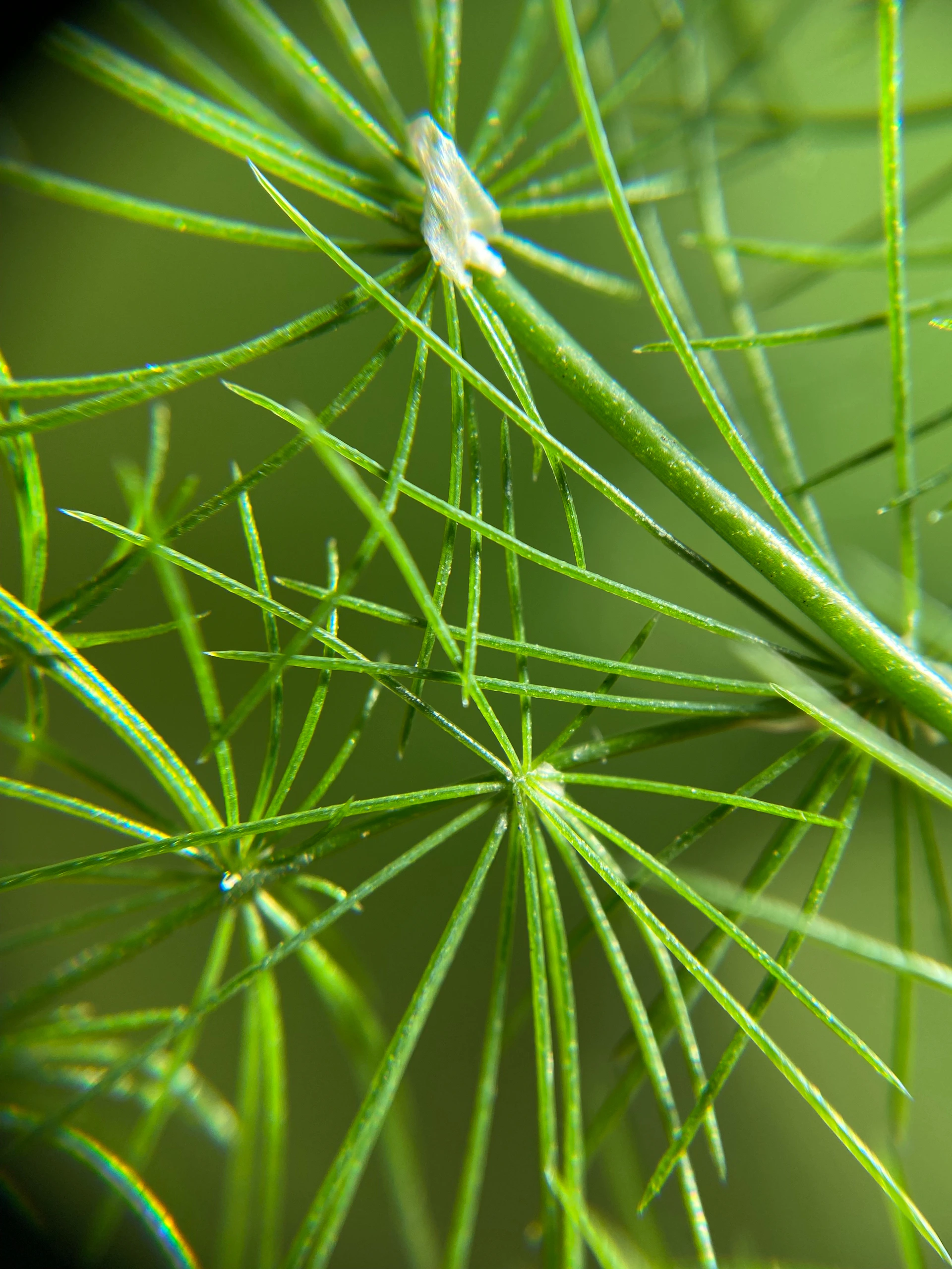 A close up view of a green plant