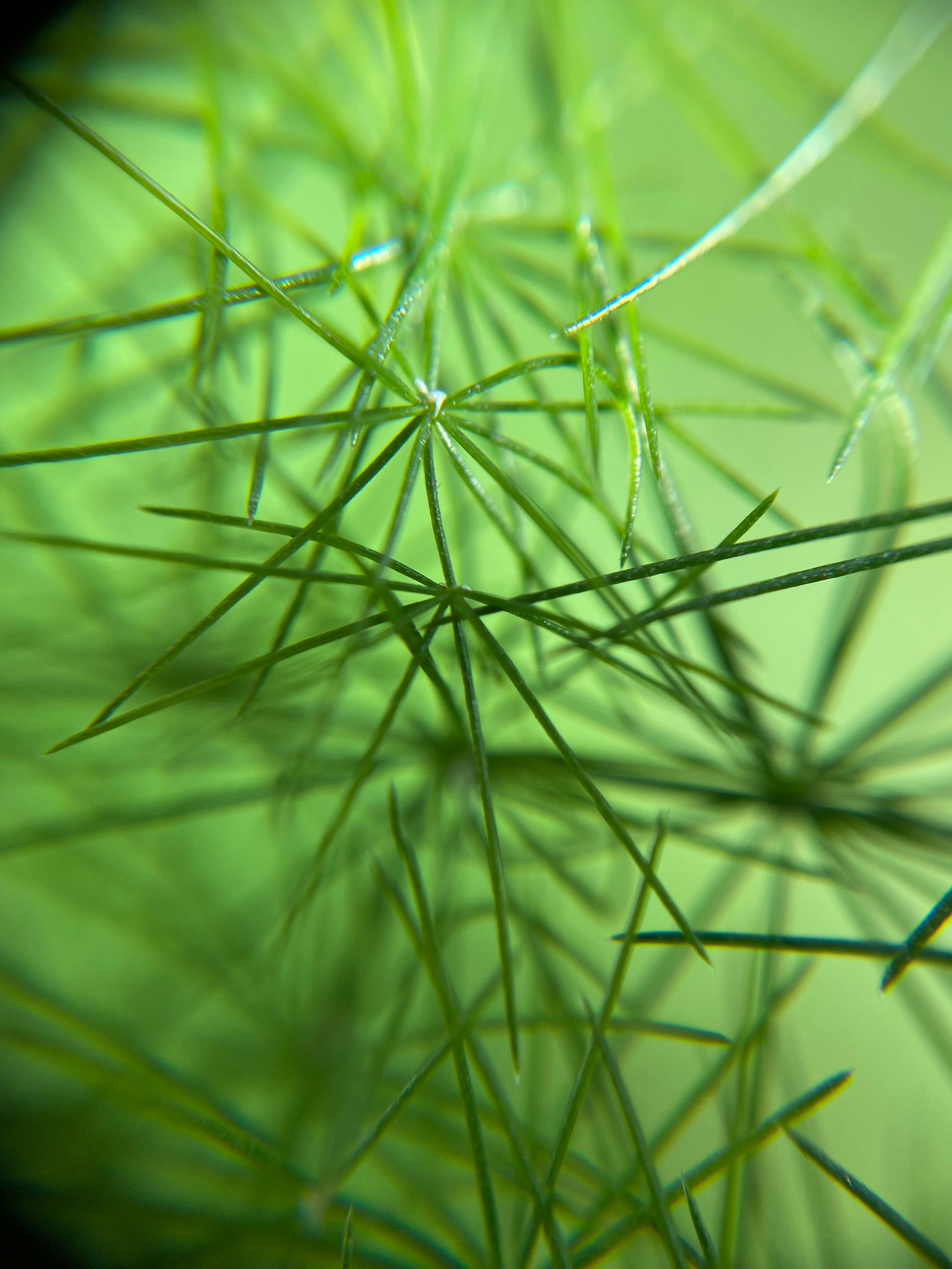 Photo by norbertotriaes