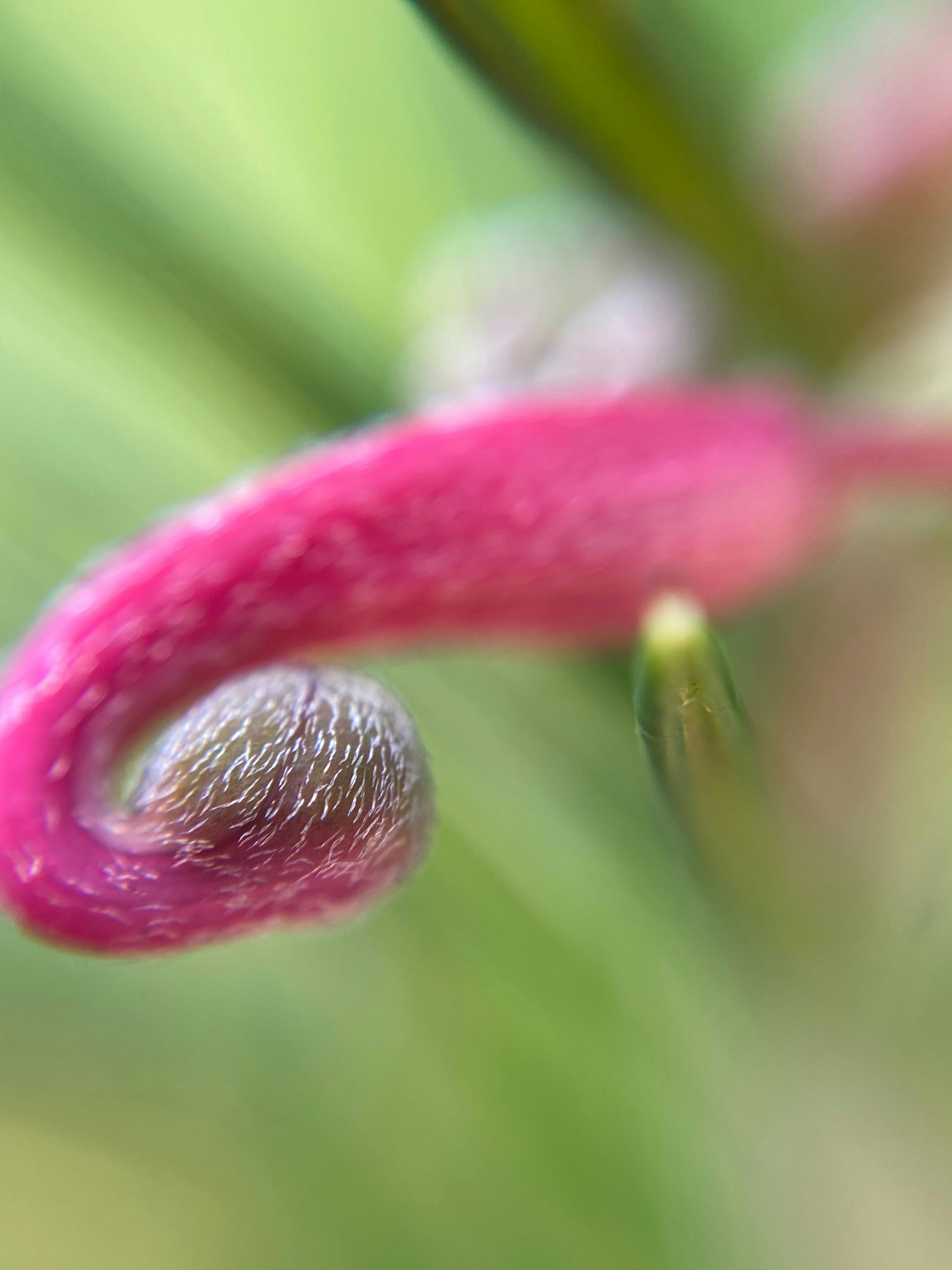 A close up of a pink flower with a blurry background