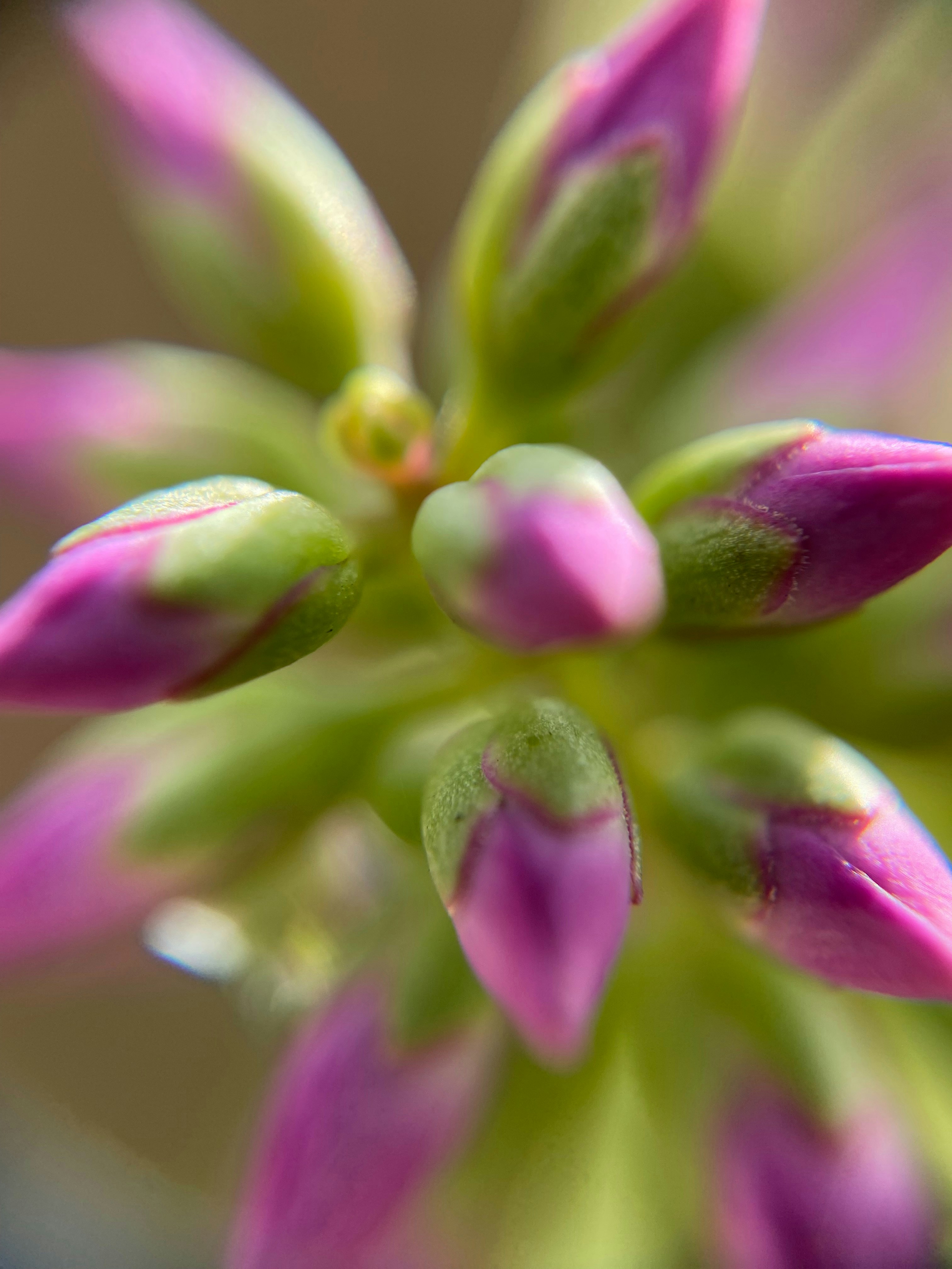 Photo by norbertotriaes