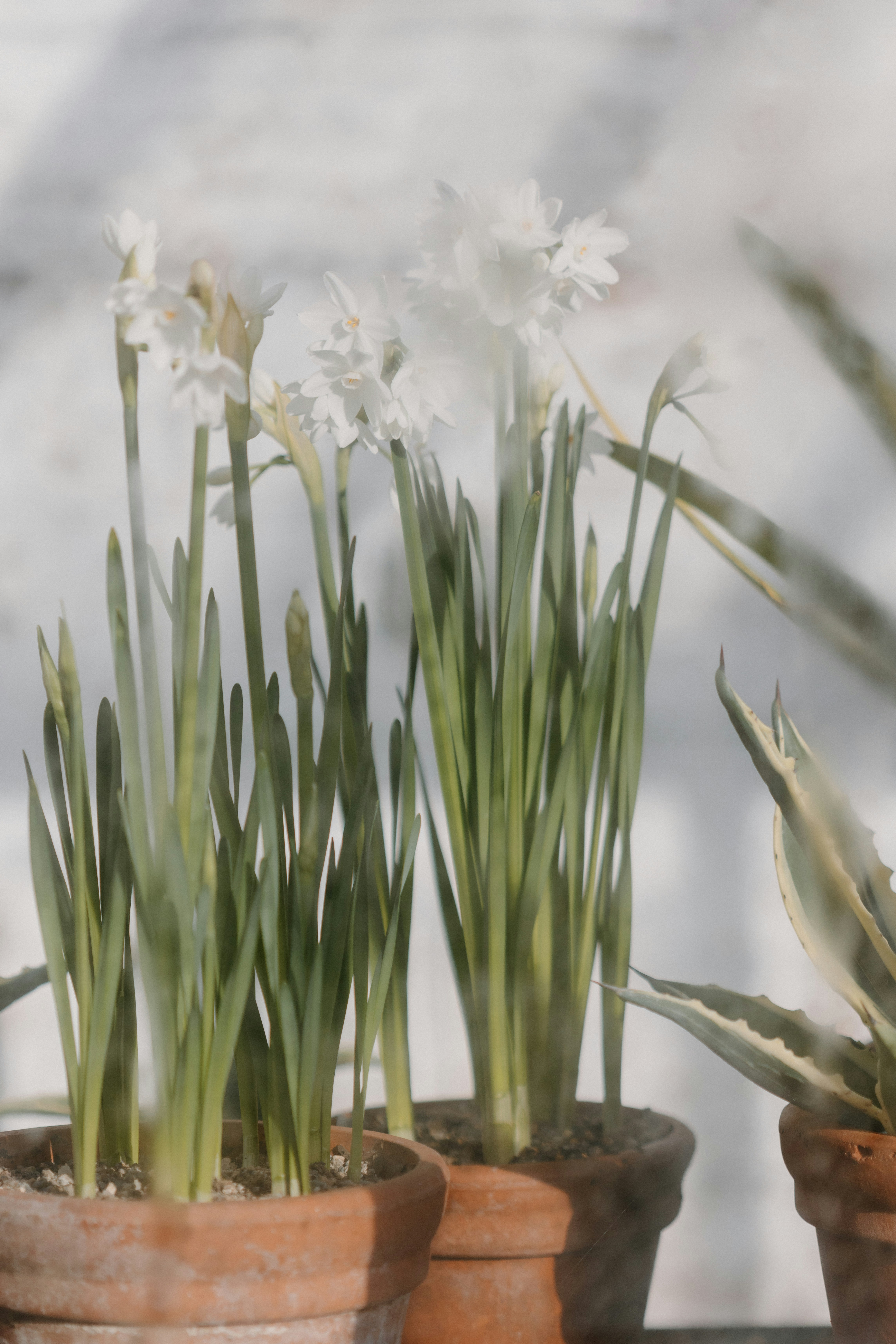 A couple of potted plants sitting on top of a table