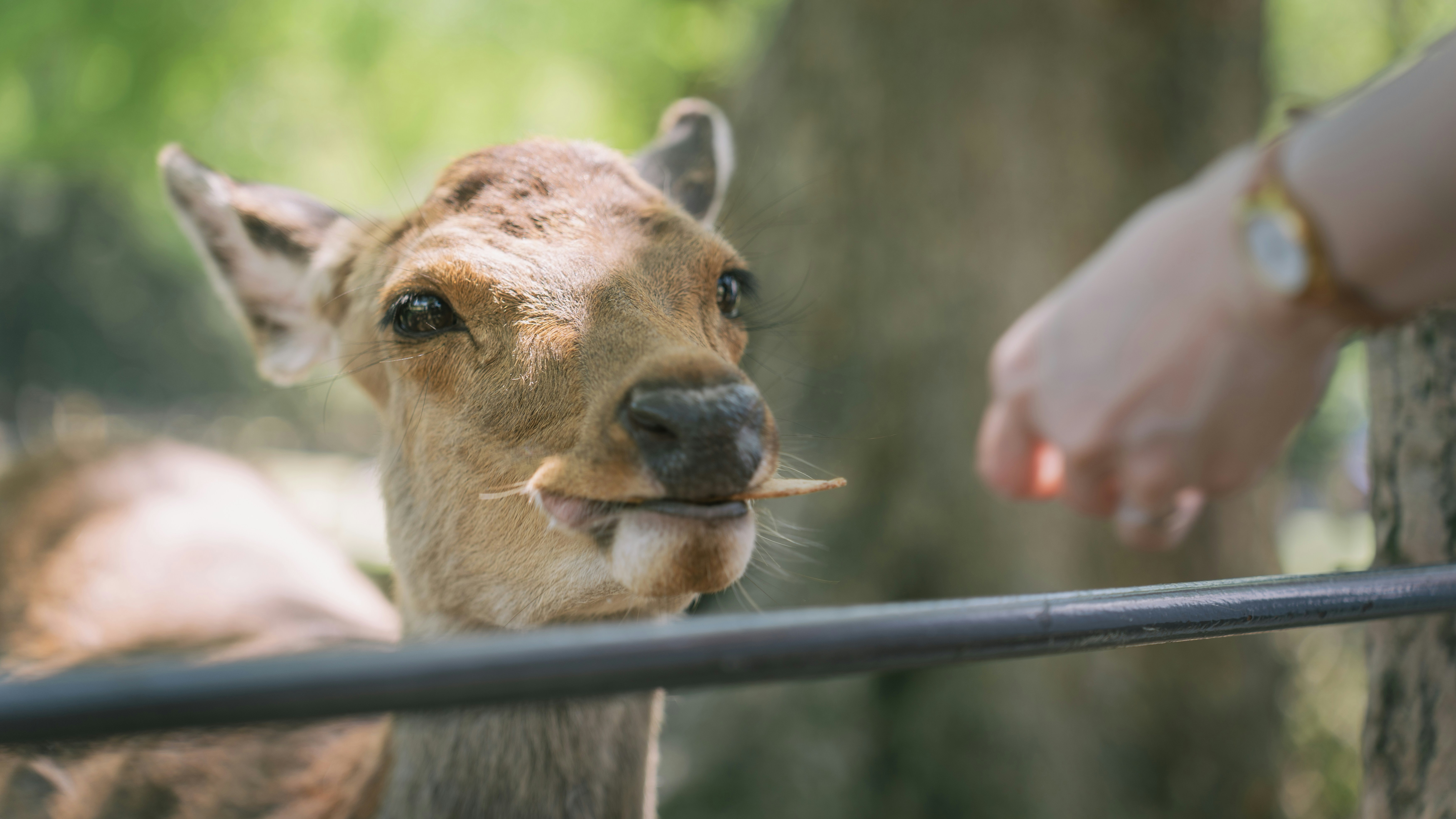 A deer that is standing next to a fence