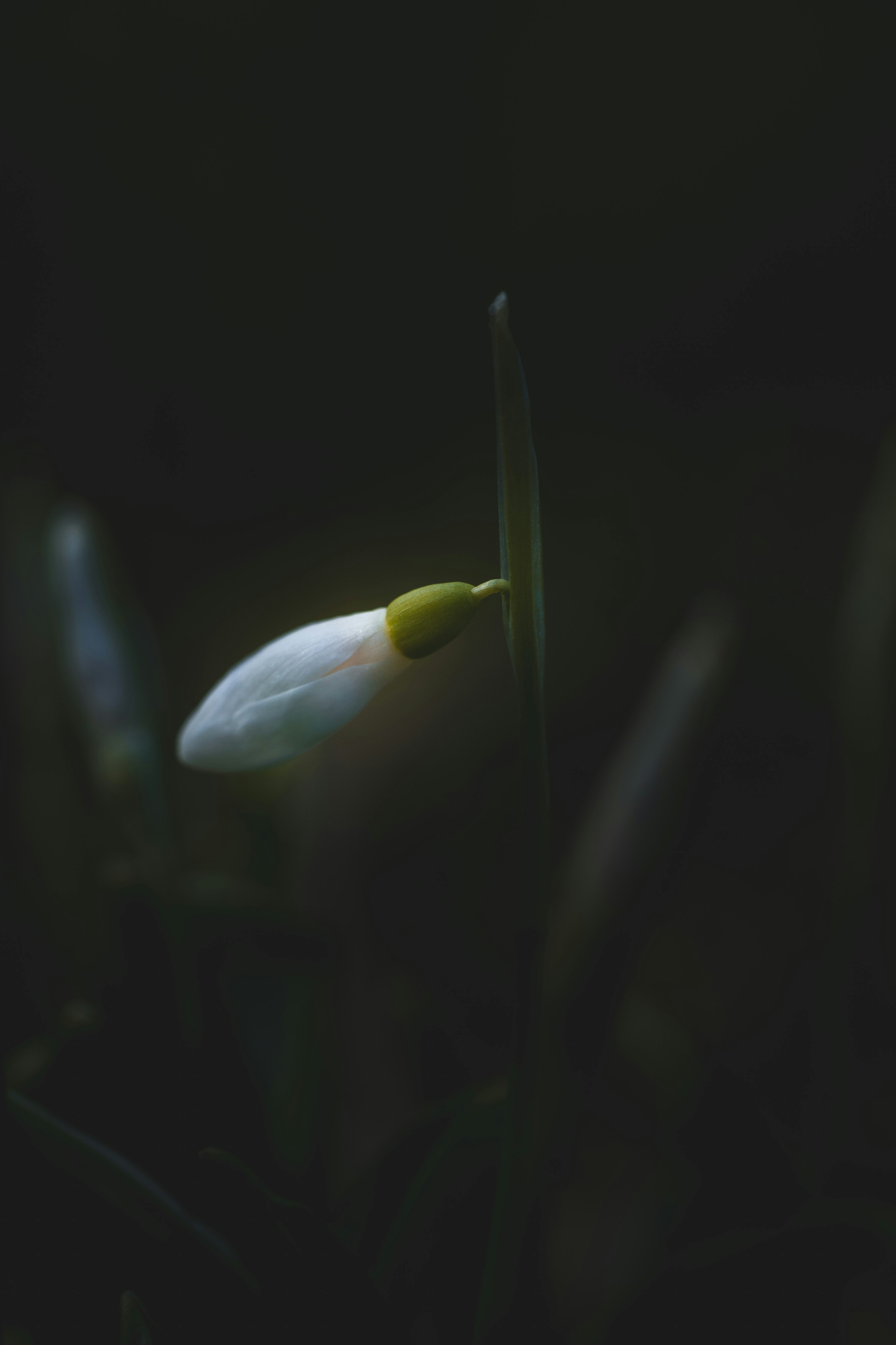 Schneeglöckchen, Snowdrop, Galanthus,