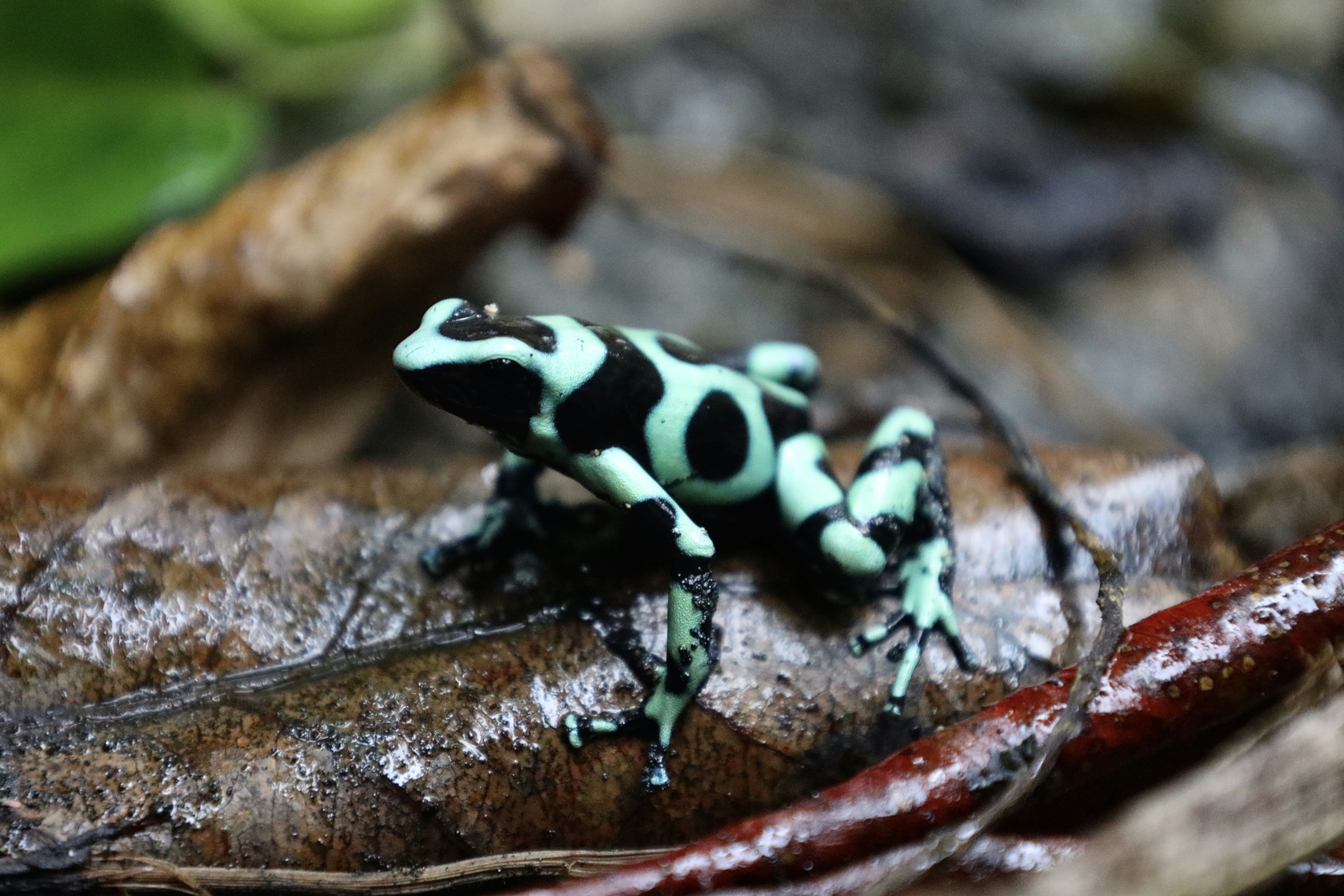 A green and black frog sitting on top of a leaf