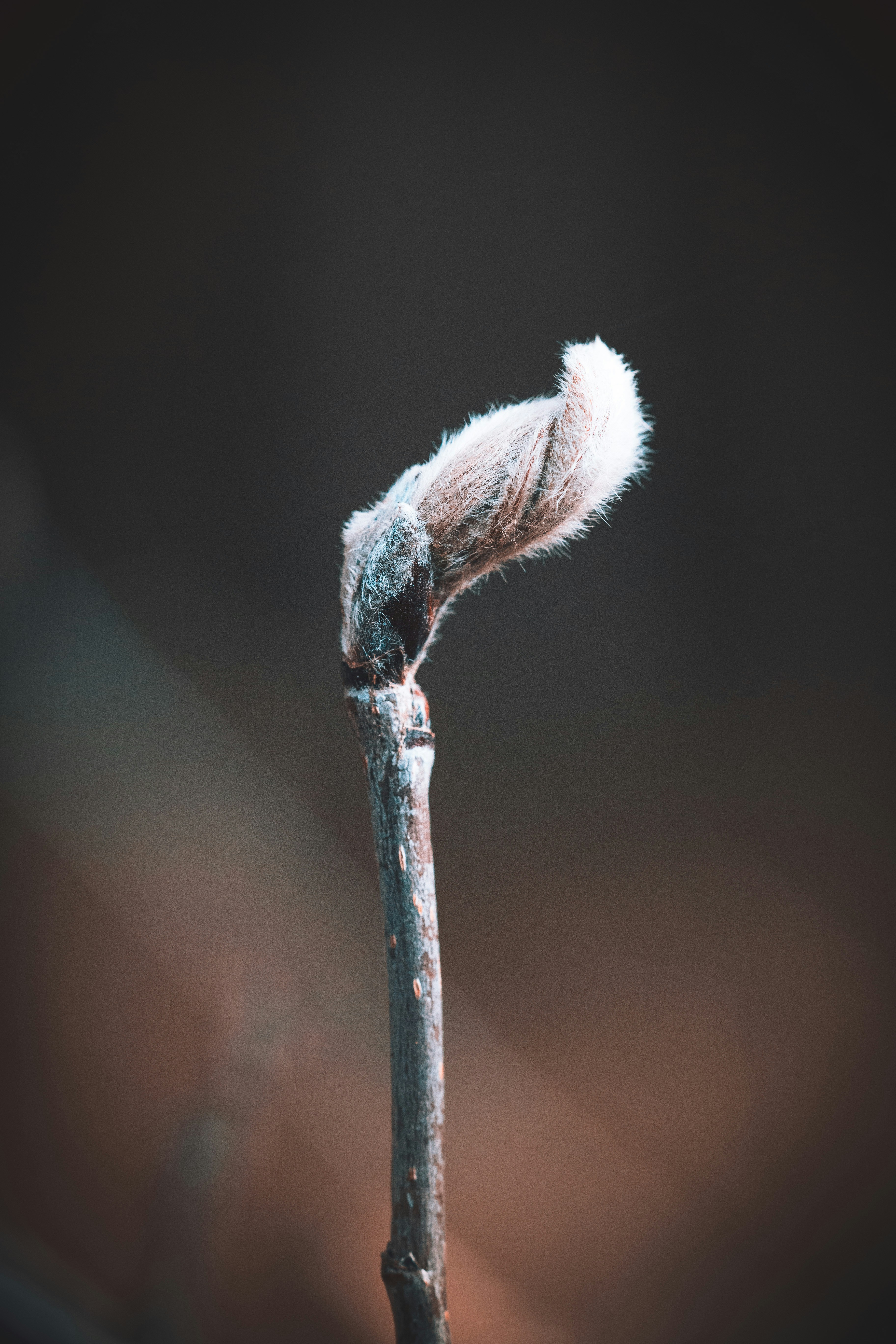 A single flower bud on a twig