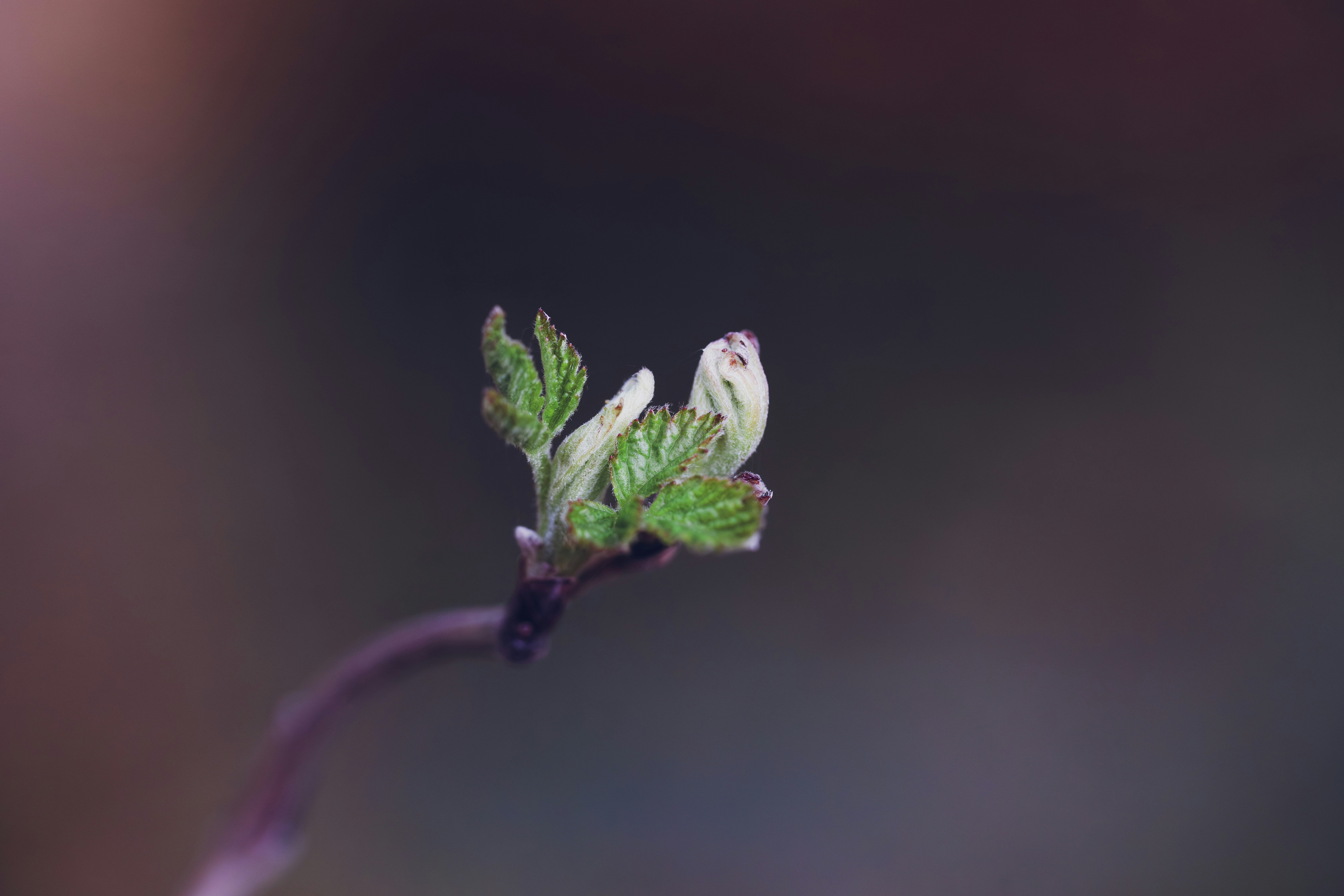 A close up of a plant with a blurry background