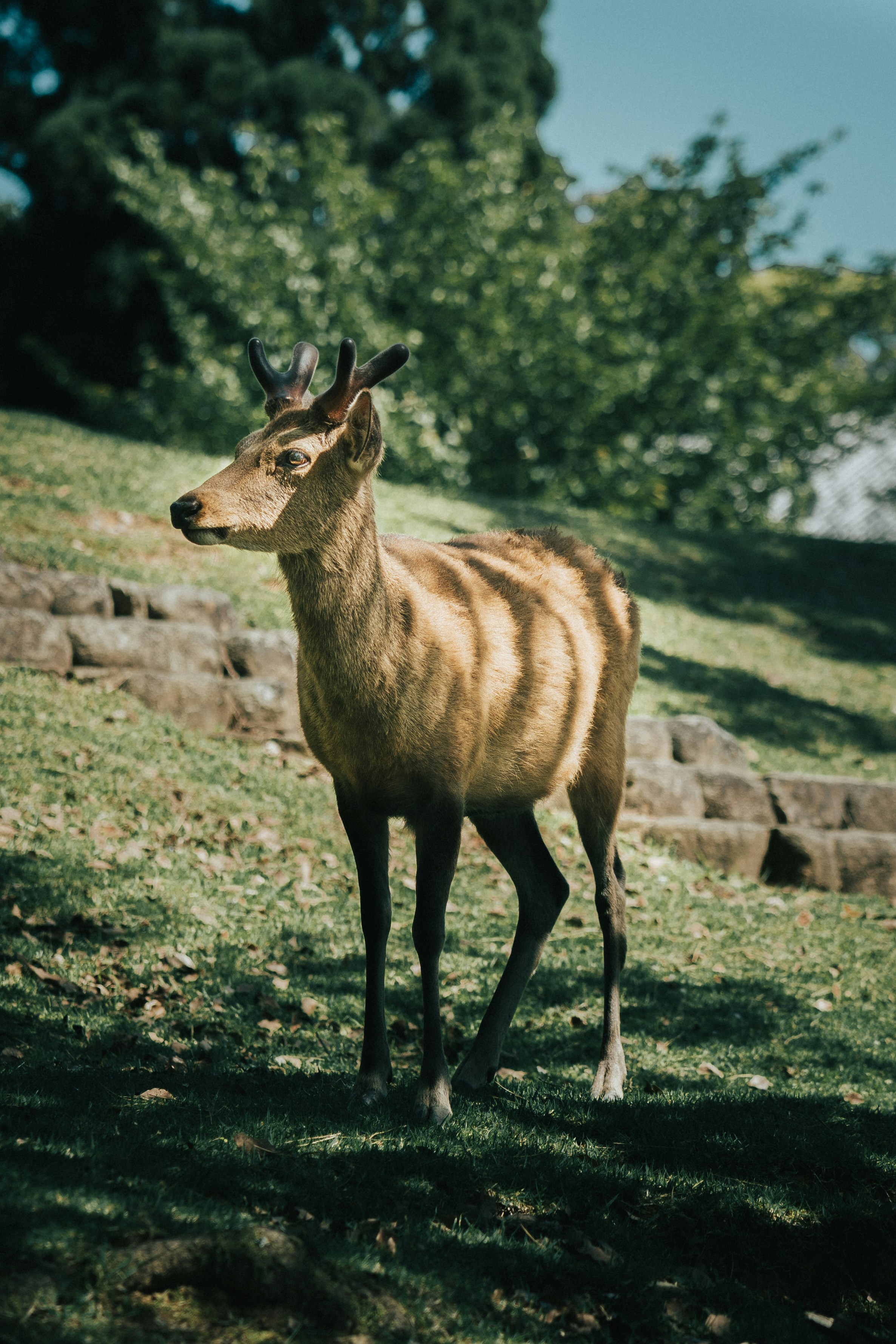 A deer standing on top of a lush green field