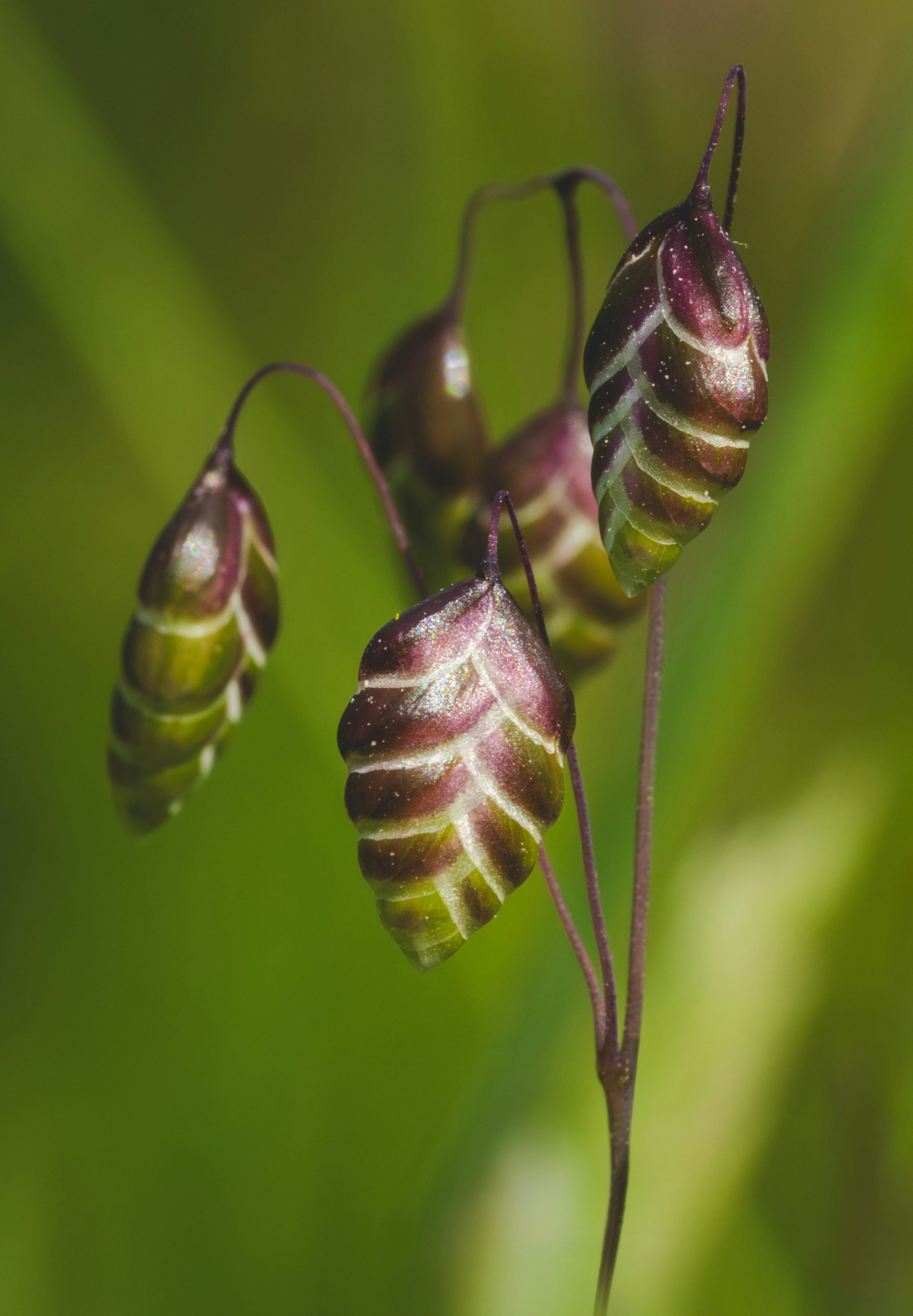 A couple of flowers that are on a plant