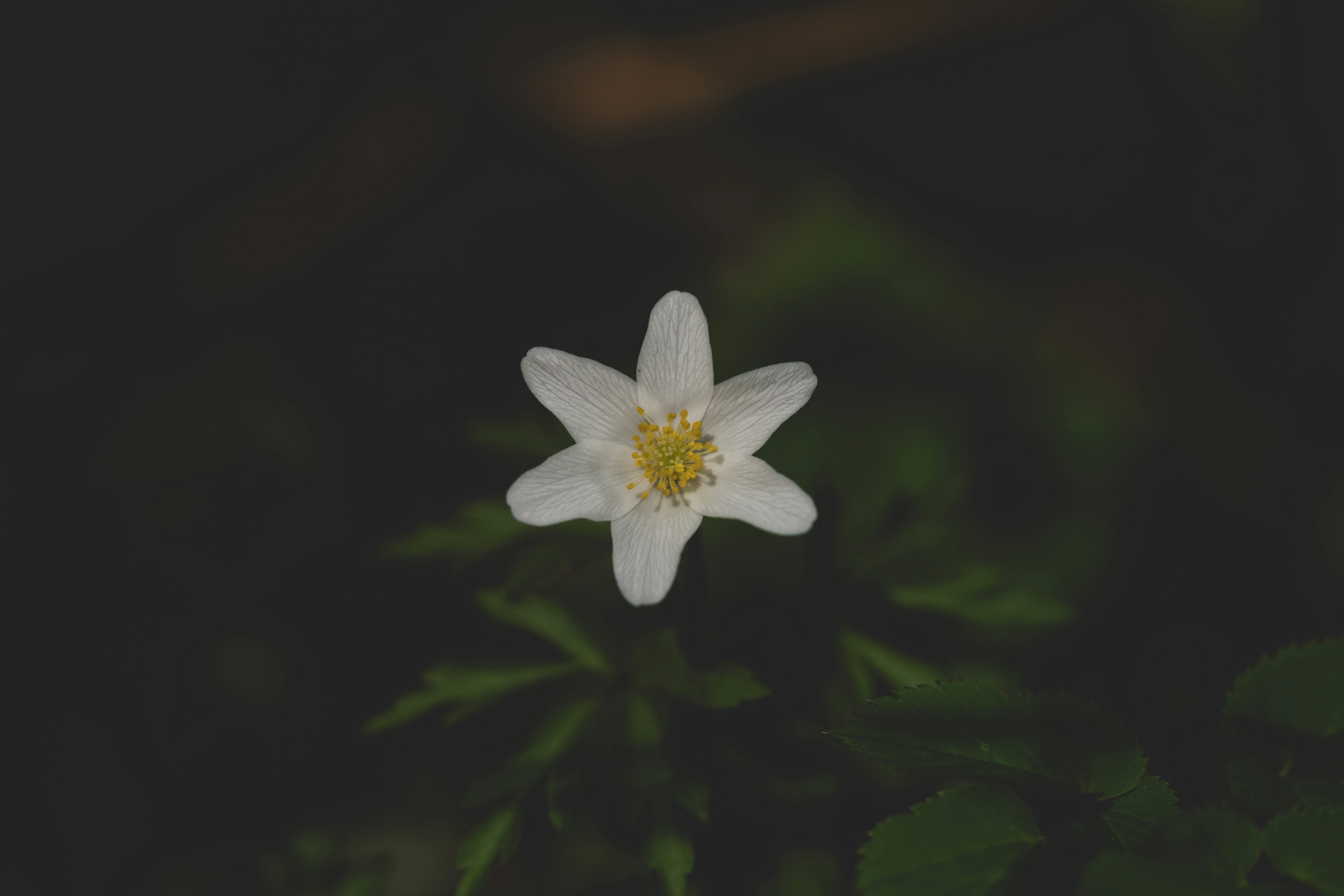 A small white flower with a yellow center