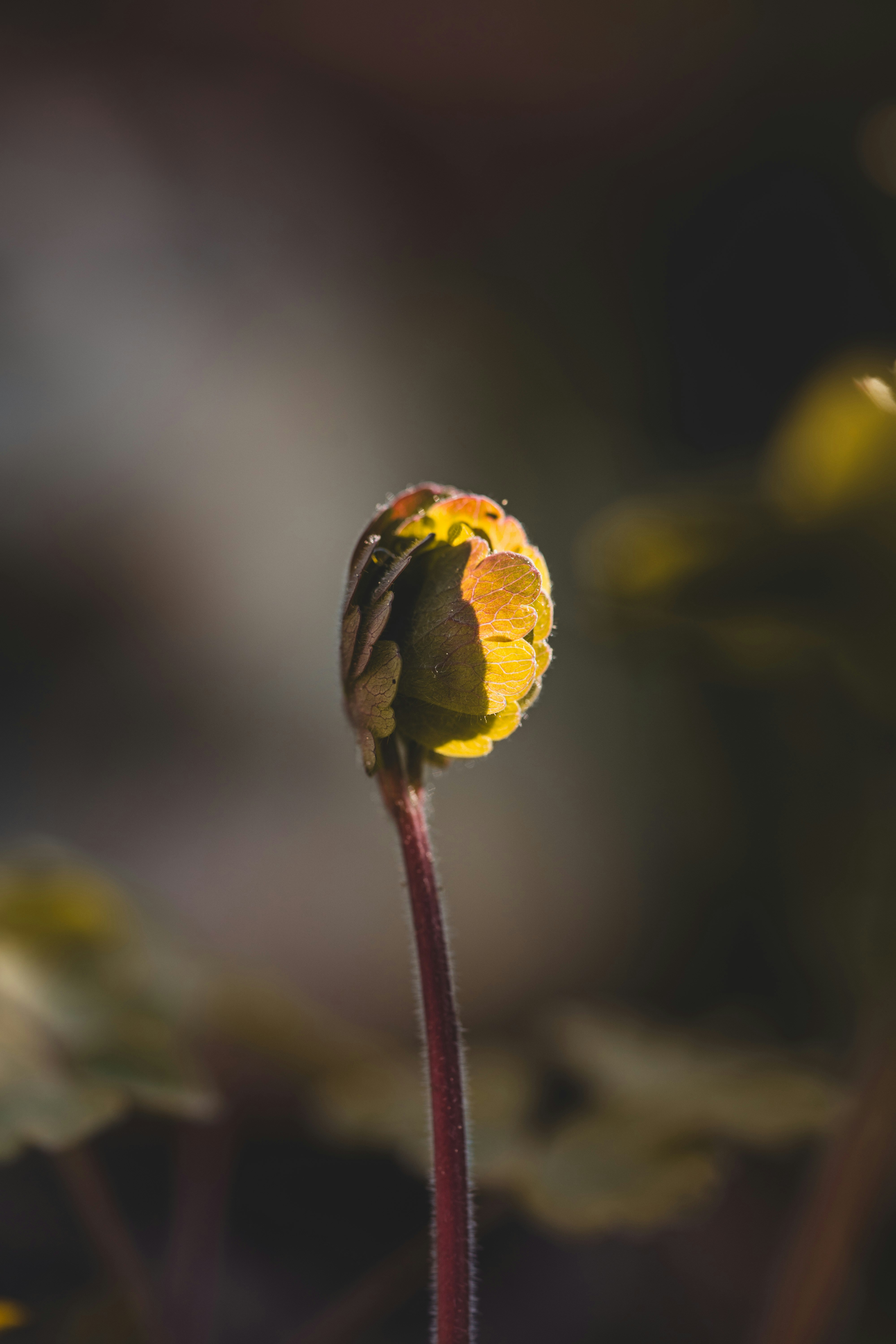 A single yellow flower with a blurry background