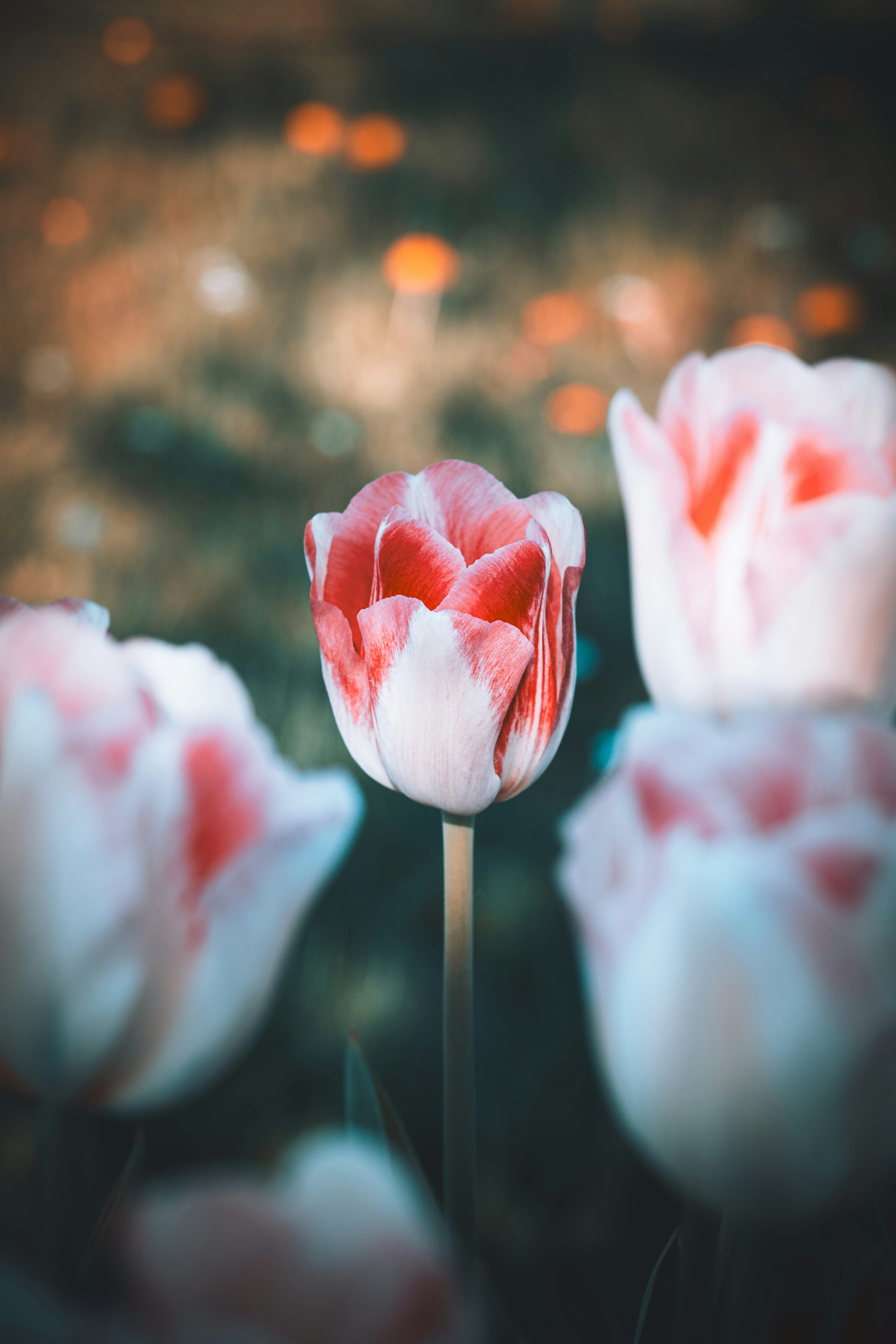 A group of pink flowers sitting on top of a field
