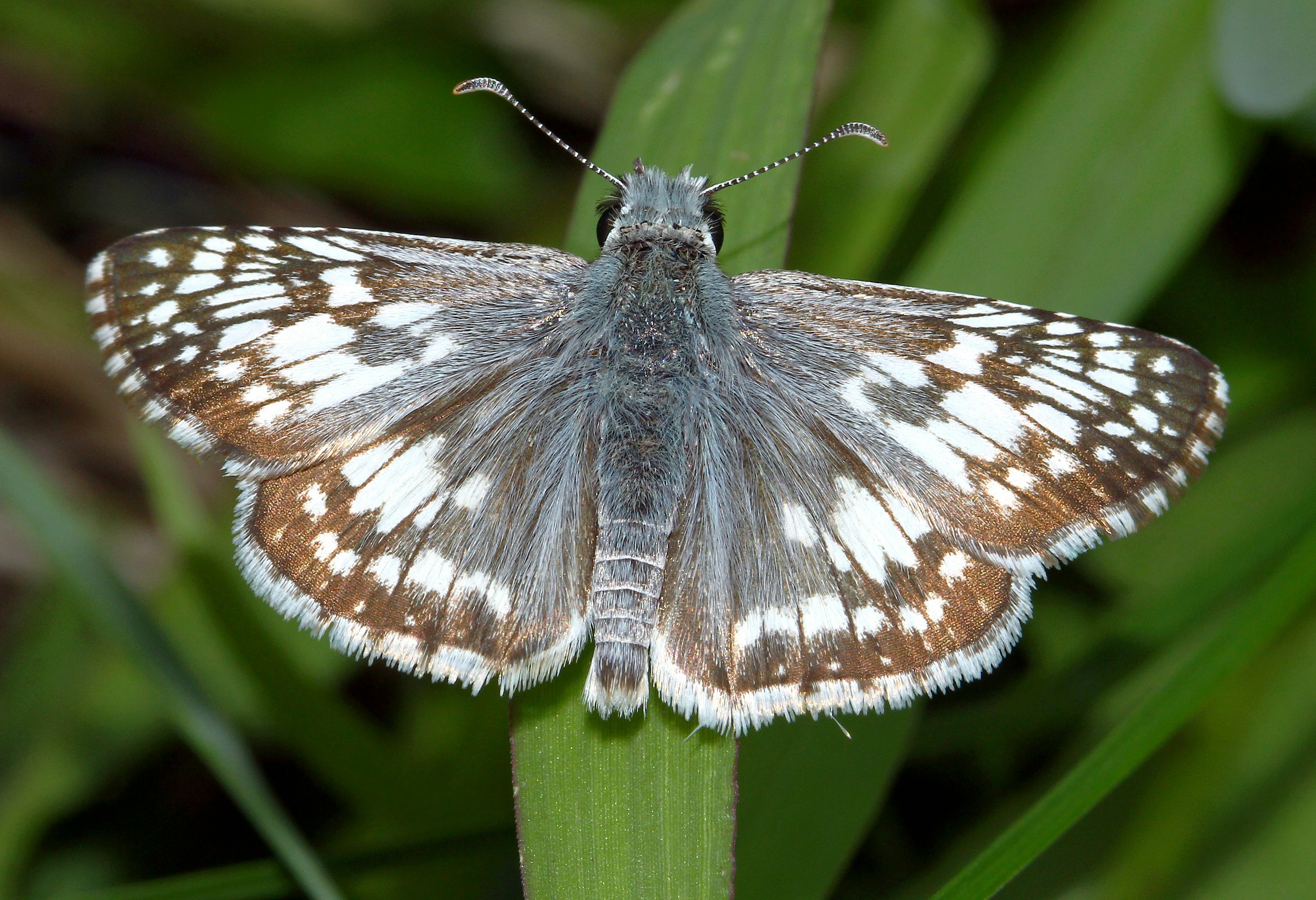 Photo by telliottmbamsc