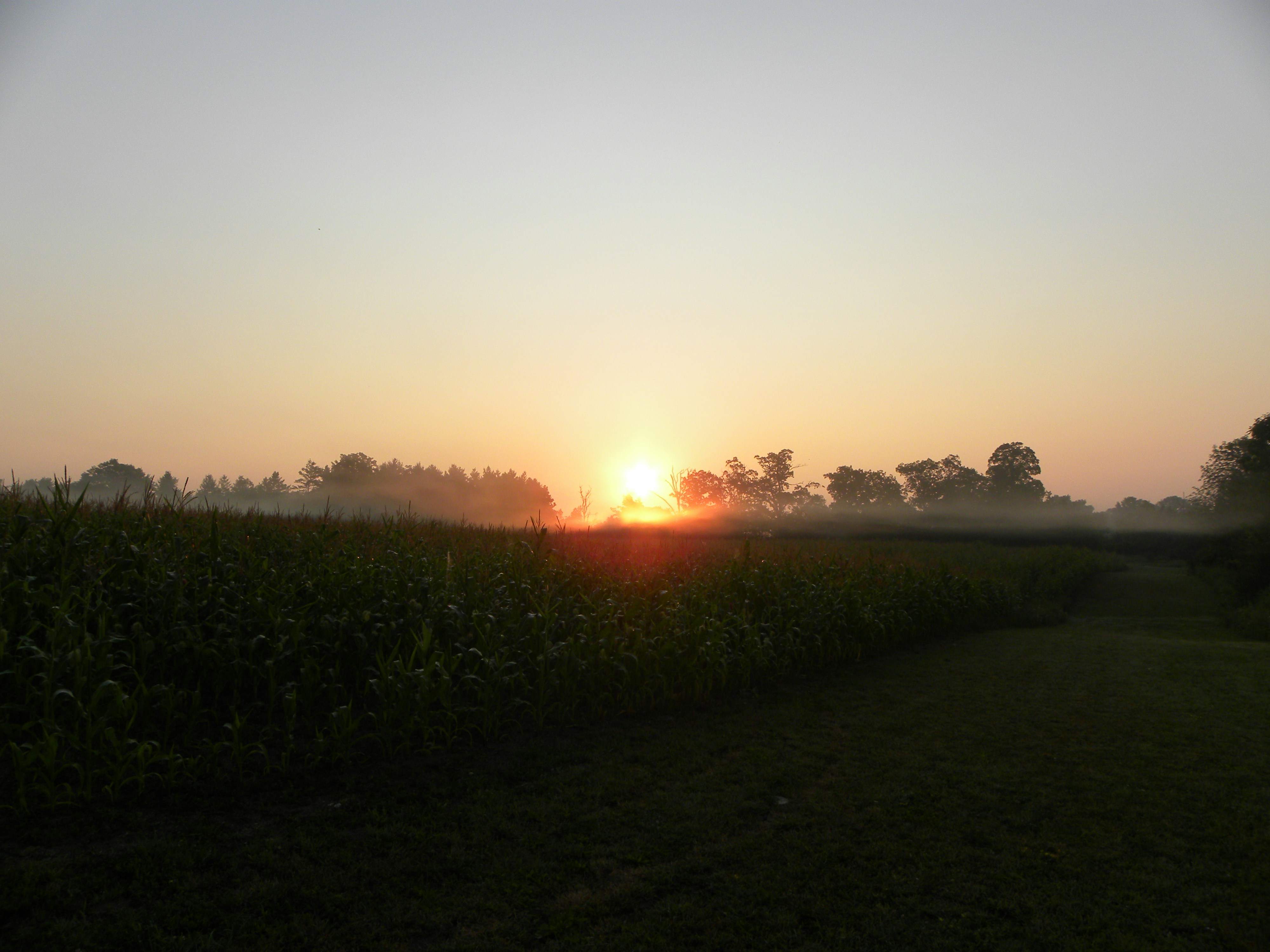 Sun setting over corn field
