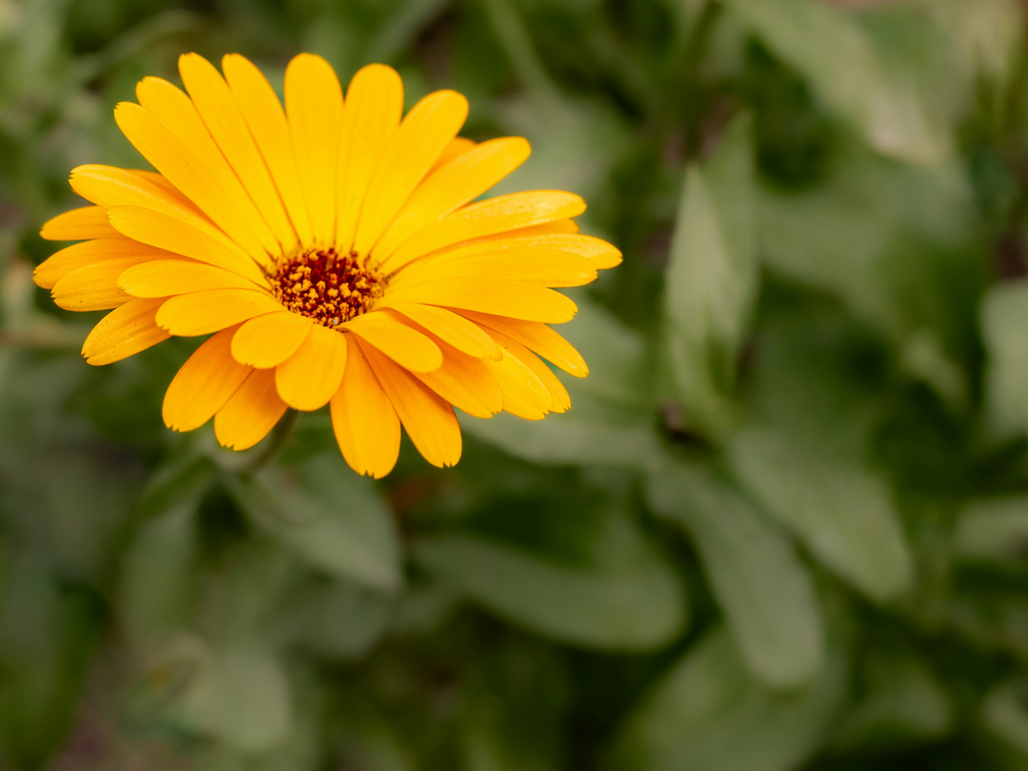 Photo by abushihabmarey