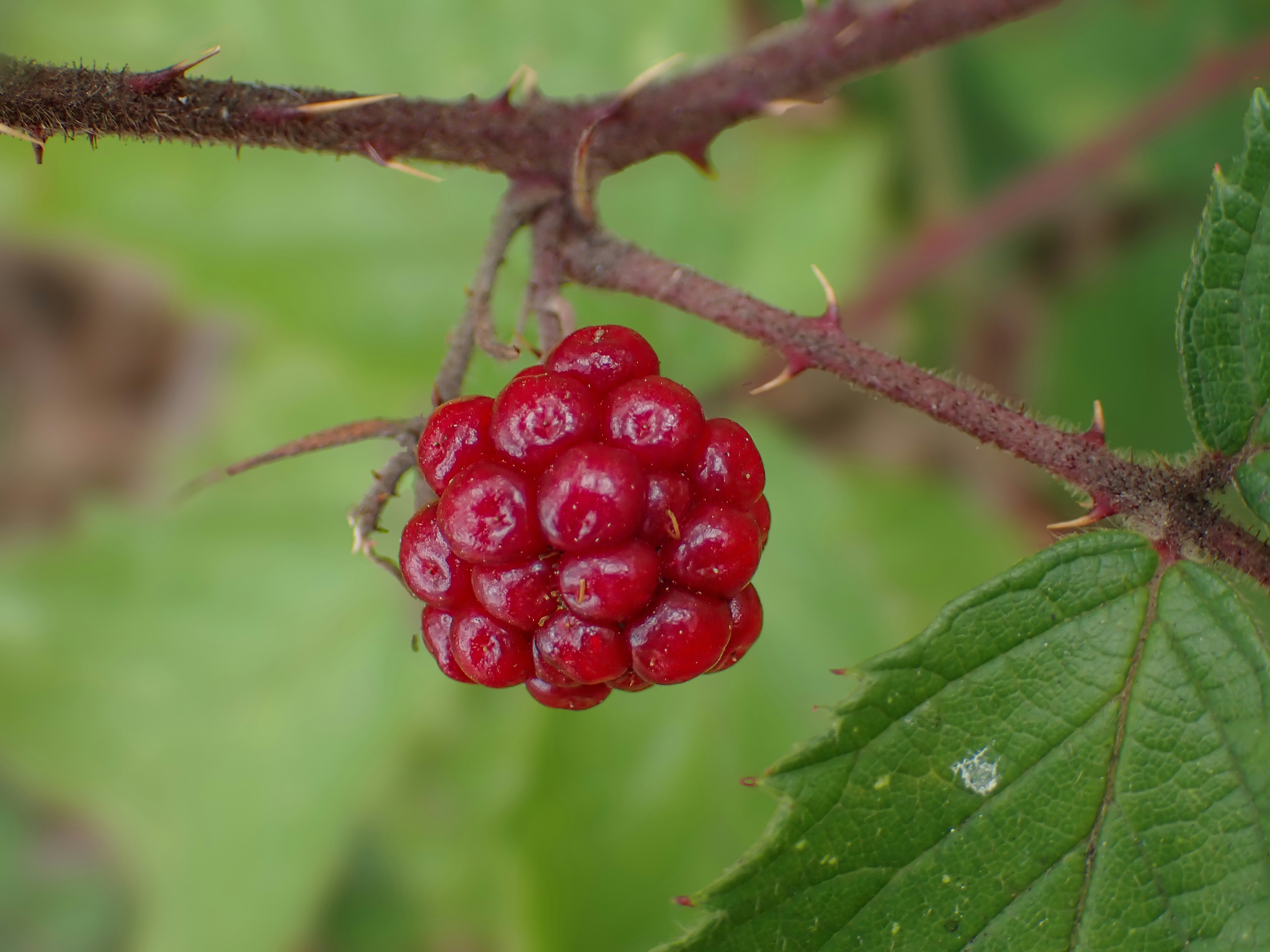 photo-1738334575159-b90bb49206b1?ixid=M3