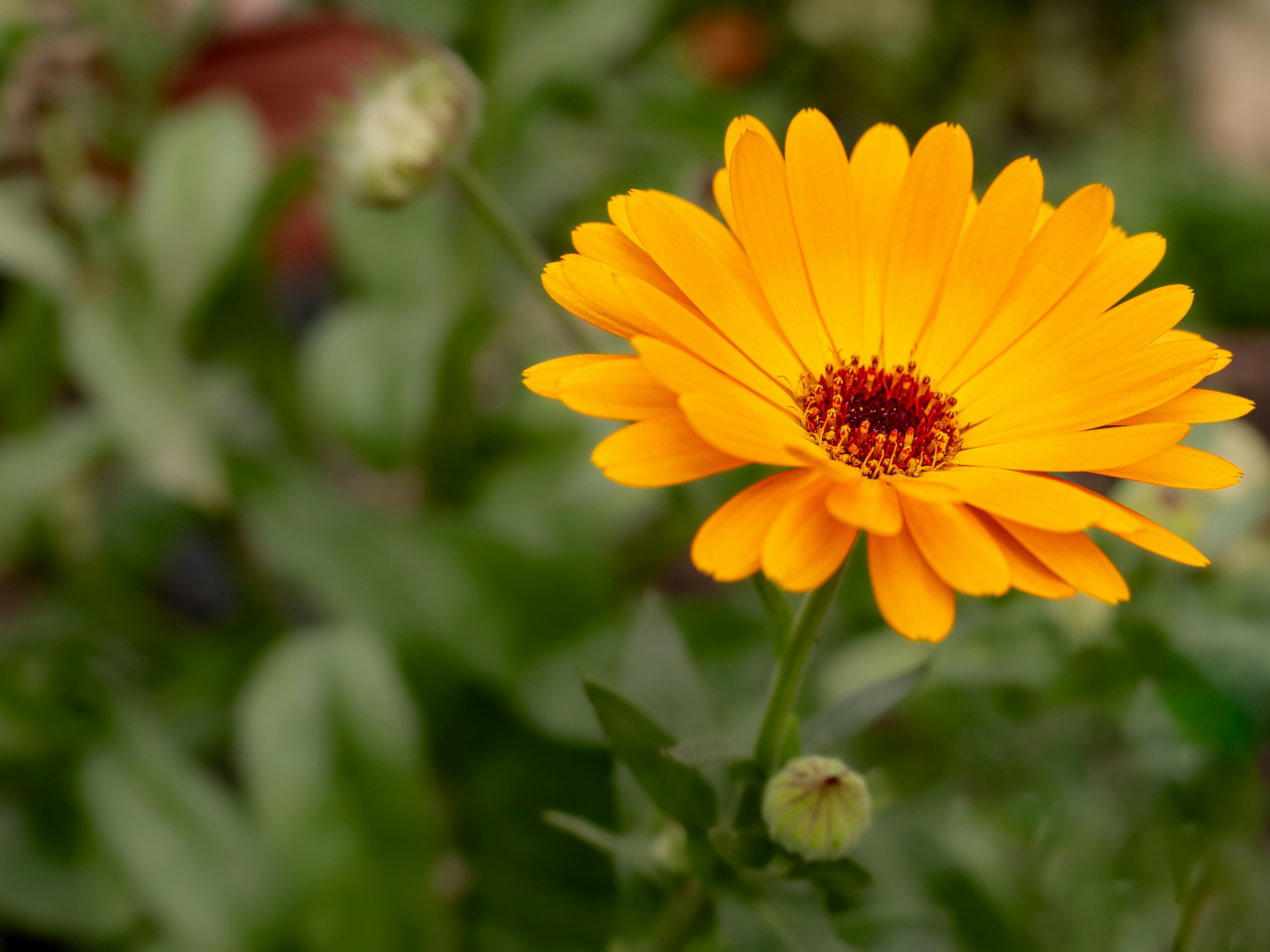 Photo by abushihabmarey