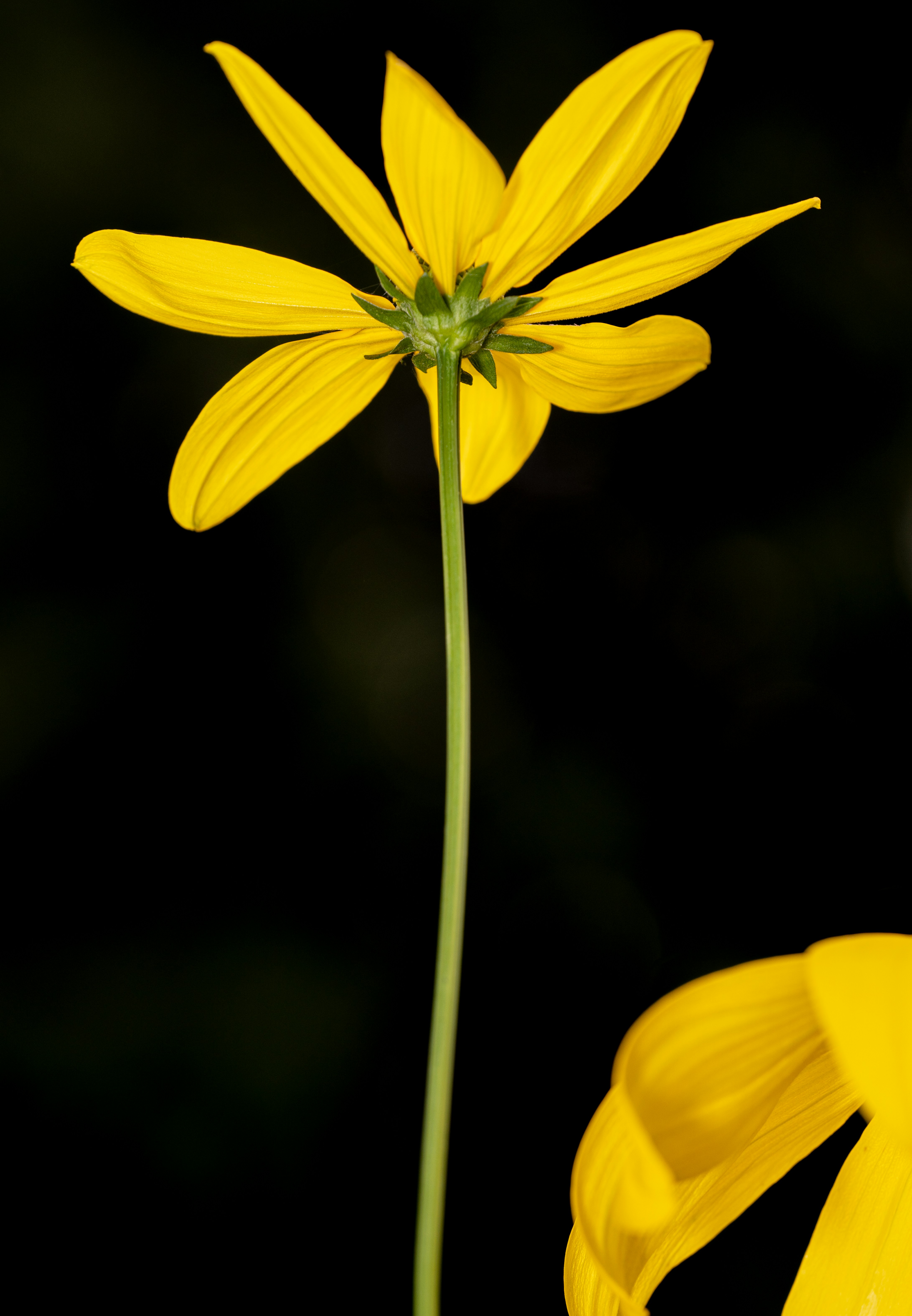 Photo by abushihabmarey