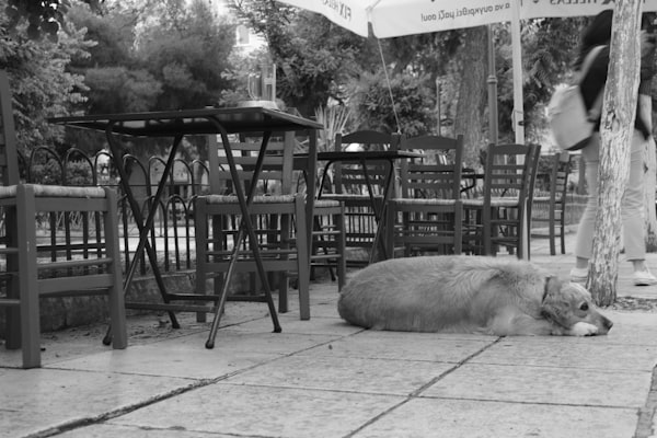 Plaka's narrow cobblestone streets with taverna tables