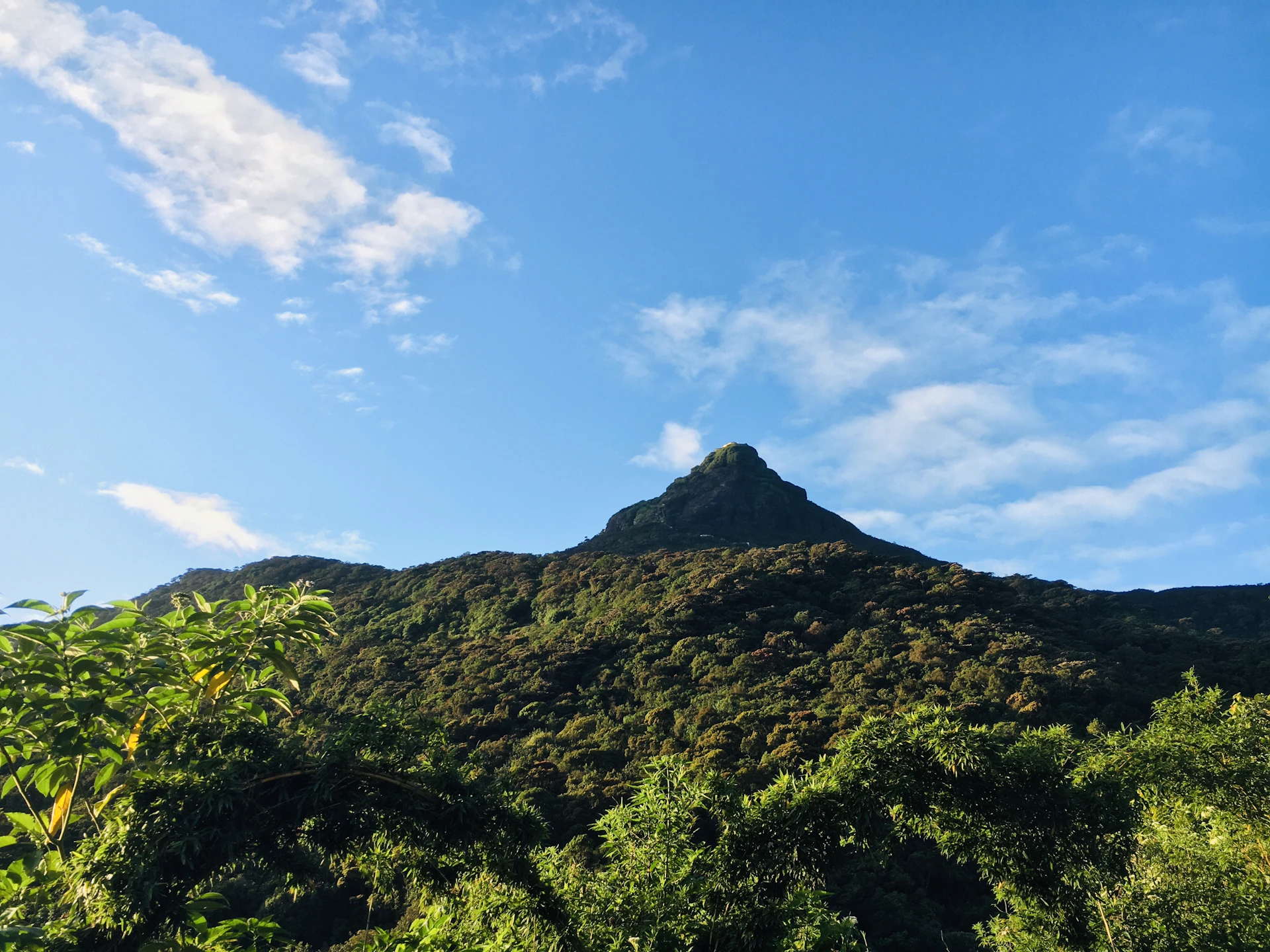 A view of a mountain in the middle of a forest