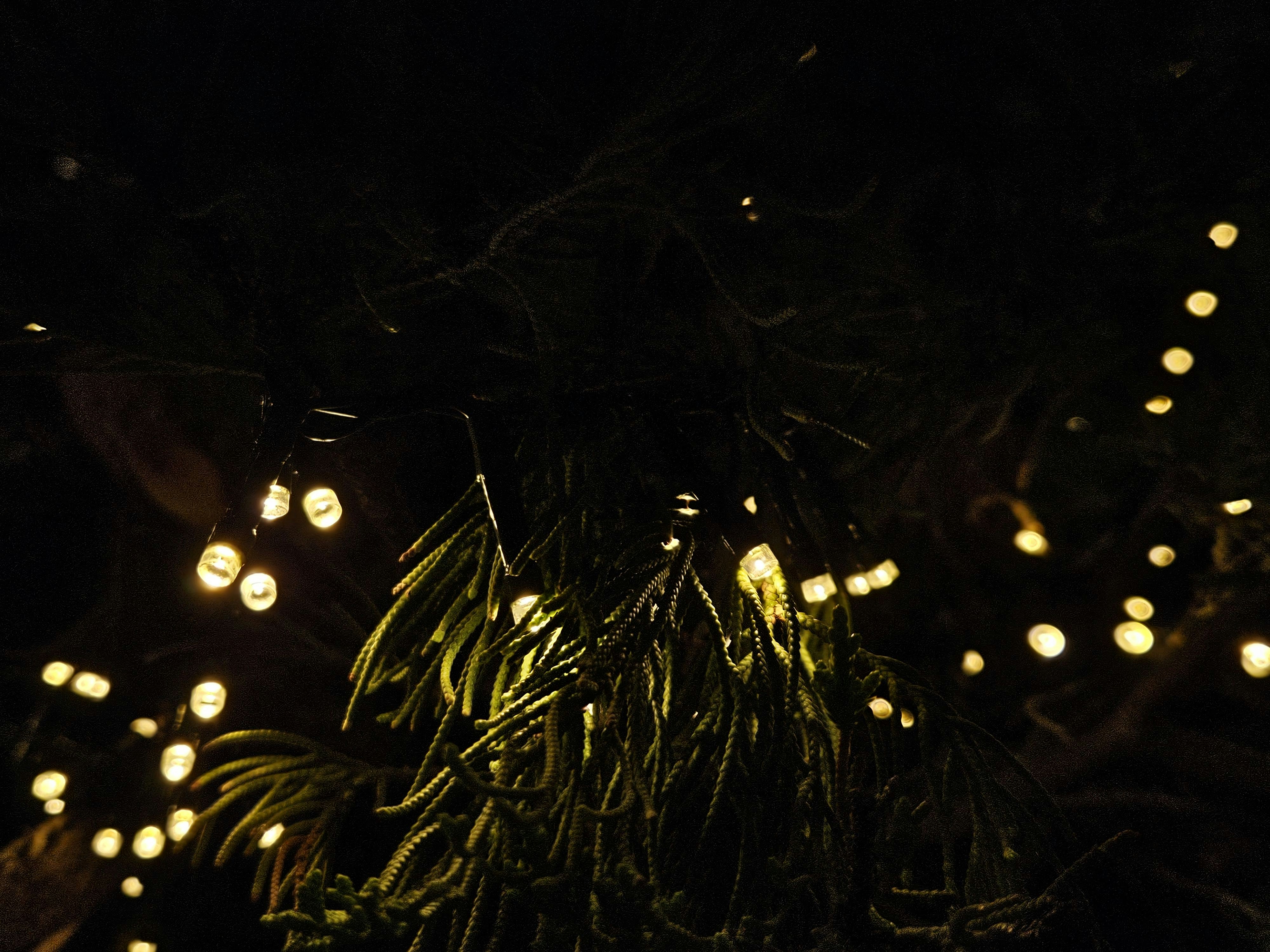 Photo by joao_rafael