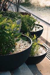 A bunch of plants that are sitting on some steps