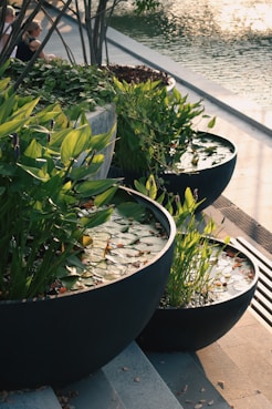 A bunch of plants that are sitting on some steps